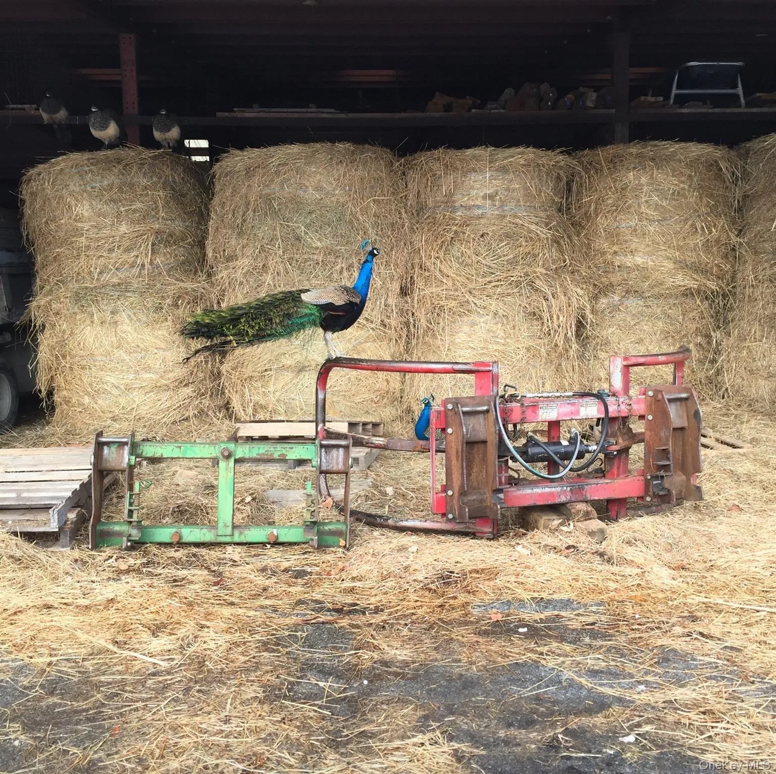 2039 Salt Point Turnpike, Clinton, NY, 5 Bedrooms Bedrooms, 14 Rooms Rooms,3 BathroomsBathrooms,Residential Lease,Idx,Salt Point,0,911648 2039 Salt Point Turnpike, Clinton, NY, 5 Bedrooms Bedrooms, 14 Rooms Rooms,3 BathroomsBathrooms,Residential Lease,Idx,Salt Point,0,911648