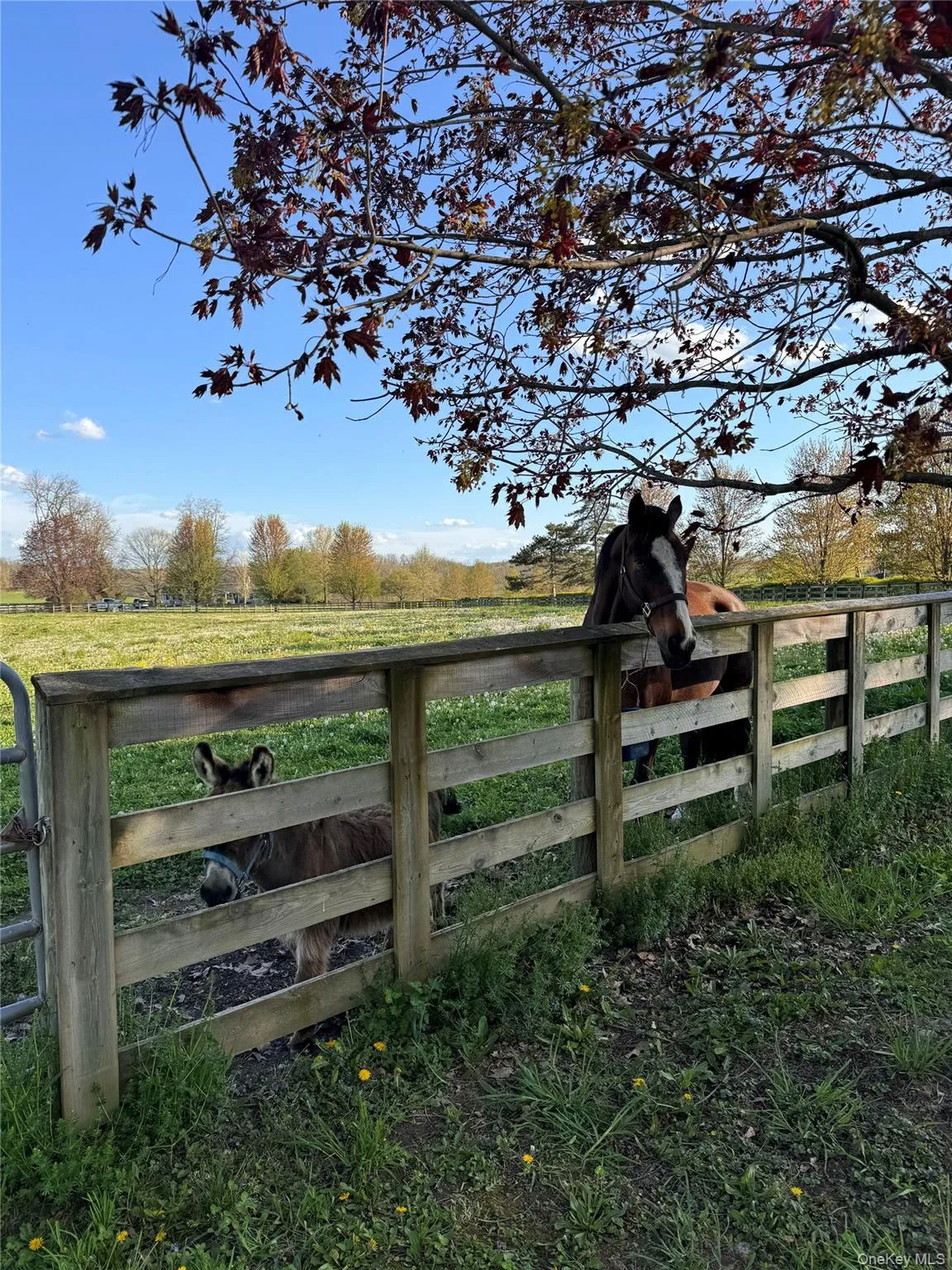 Gate with a view of rural / pastoral area Gate with a view of rural / pastoral area