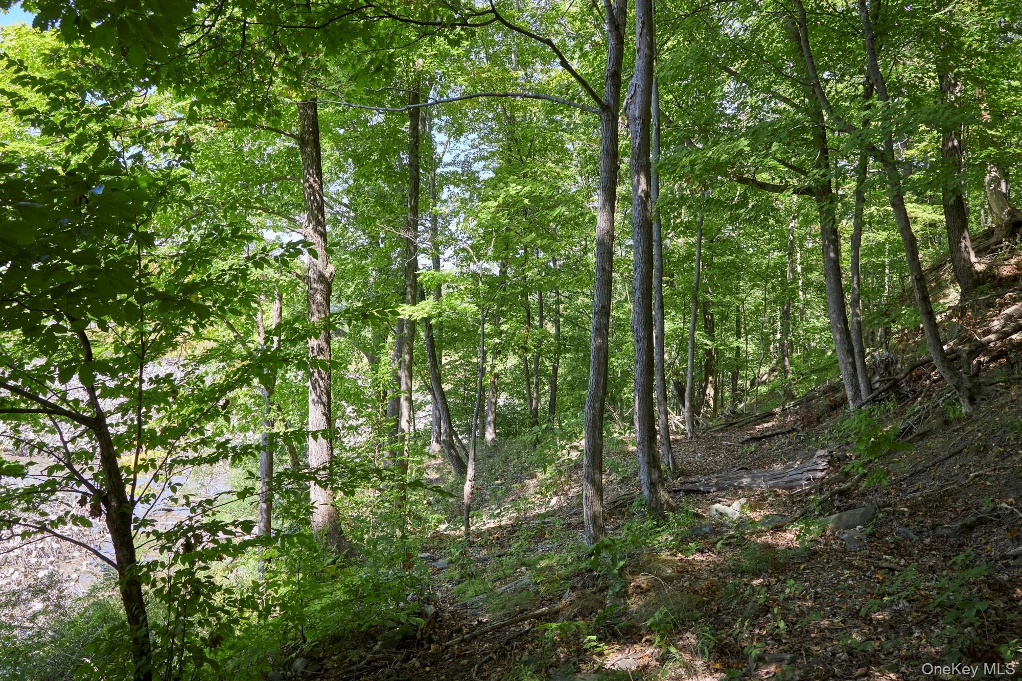 View of wooded area View of wooded area