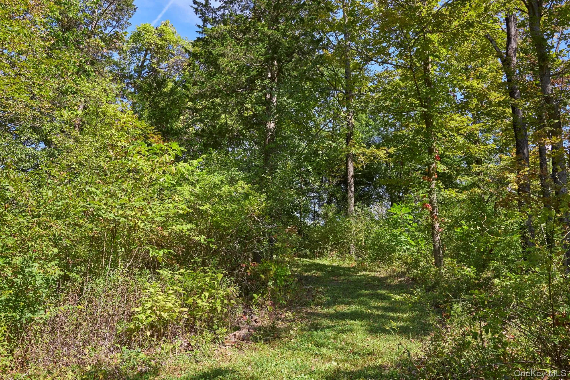View of wooded area View of wooded area