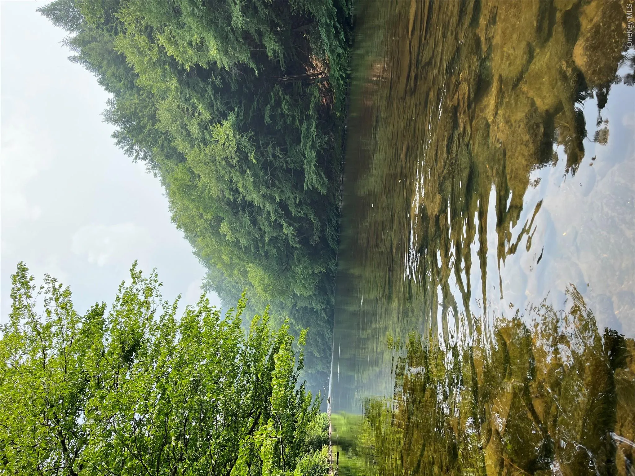 Water view with a forest Water view with a forest