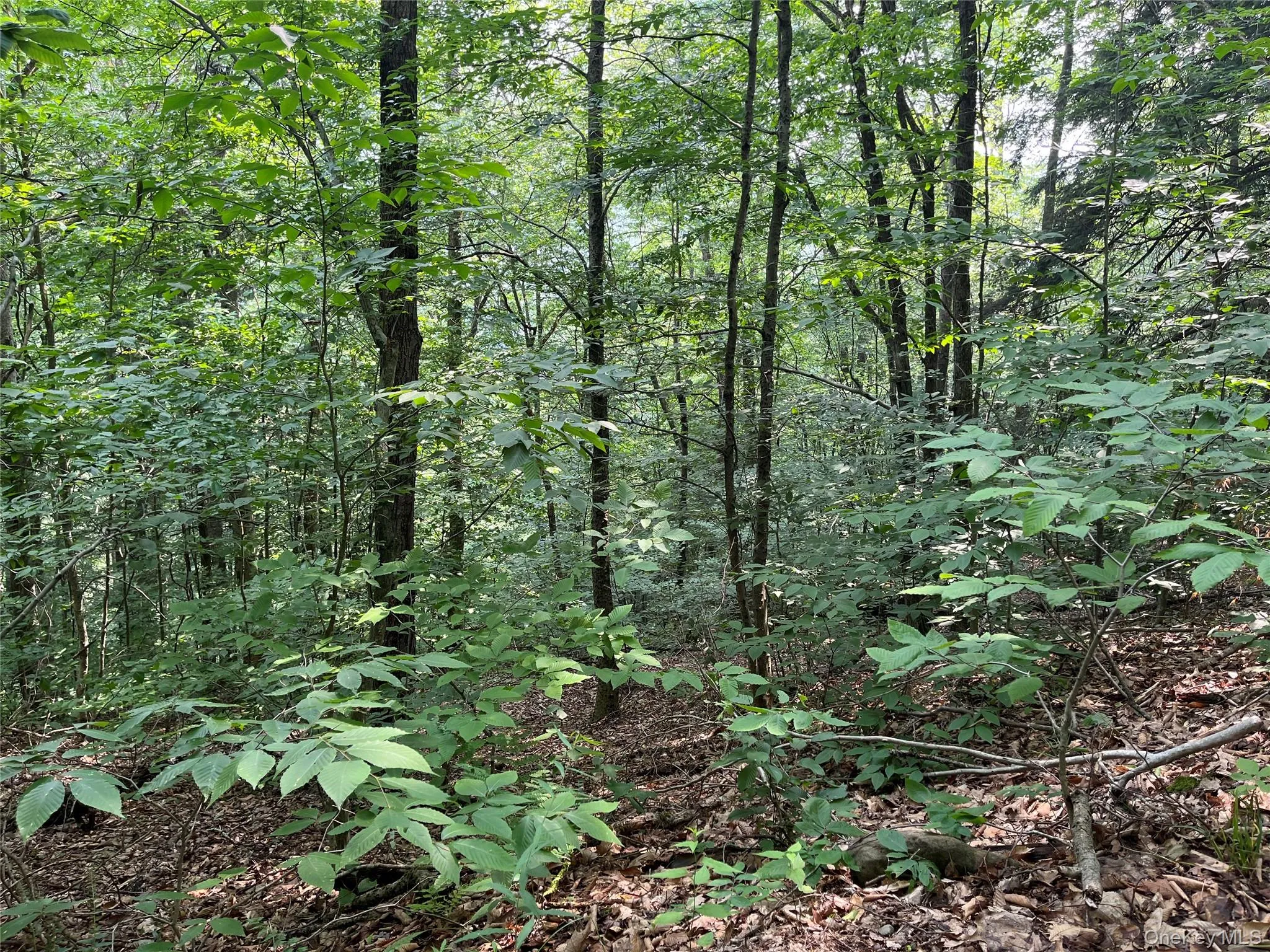 View of woods View of woods
