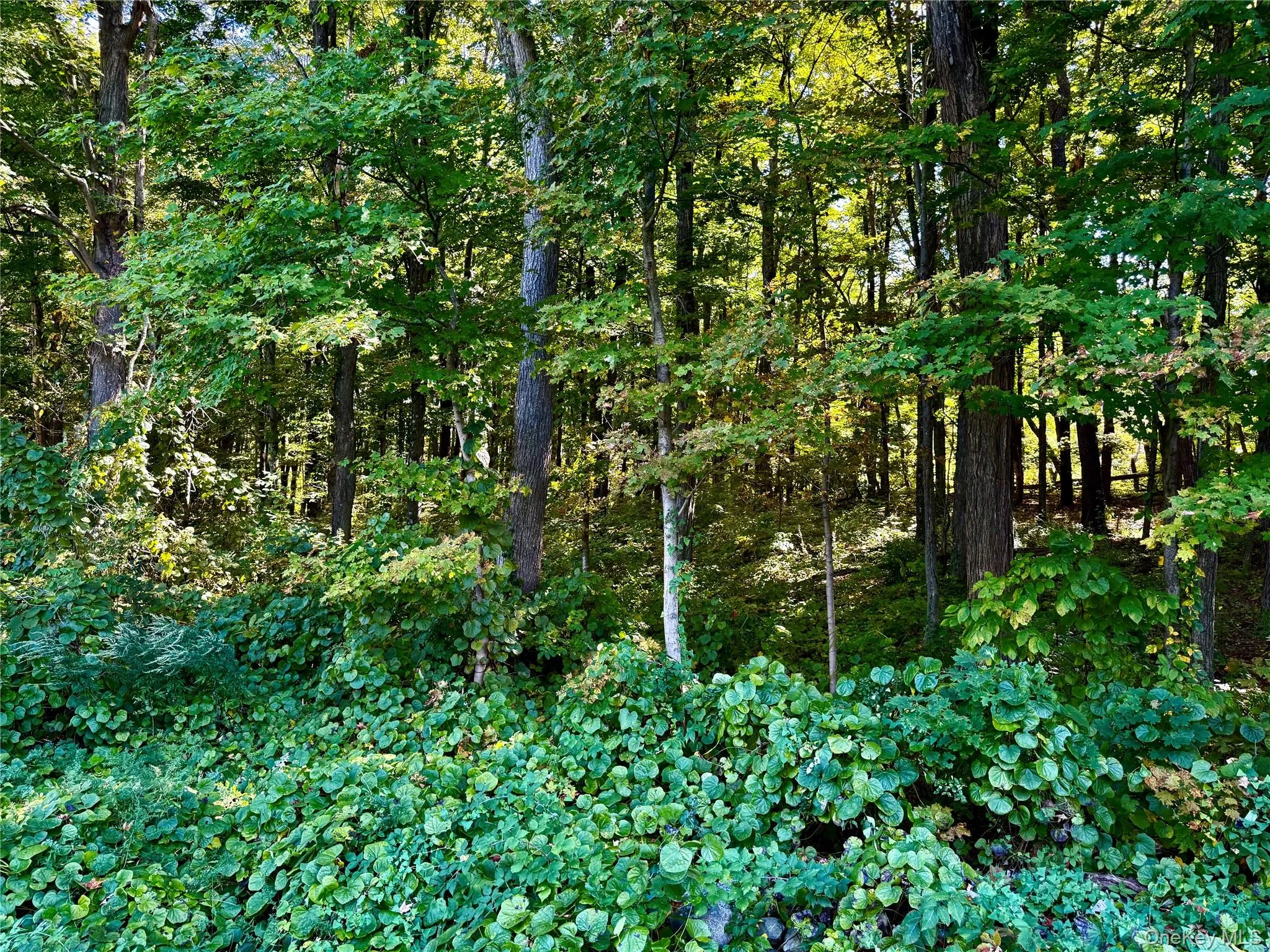 View of tree filled area View of tree filled area