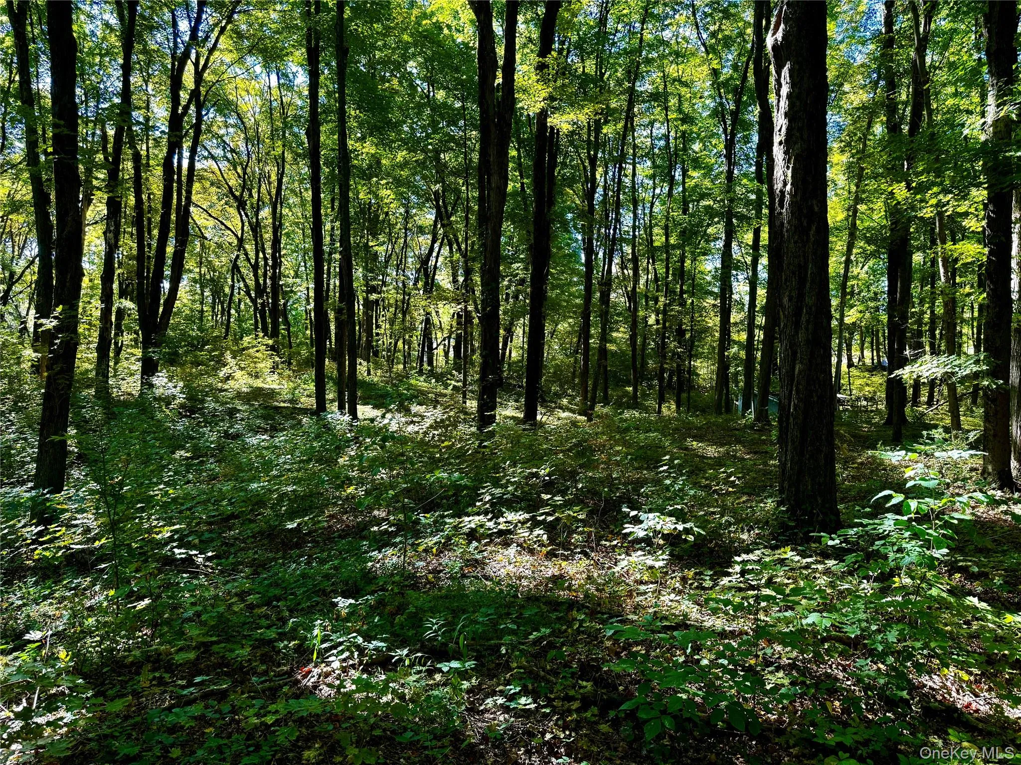 View of woods View of woods