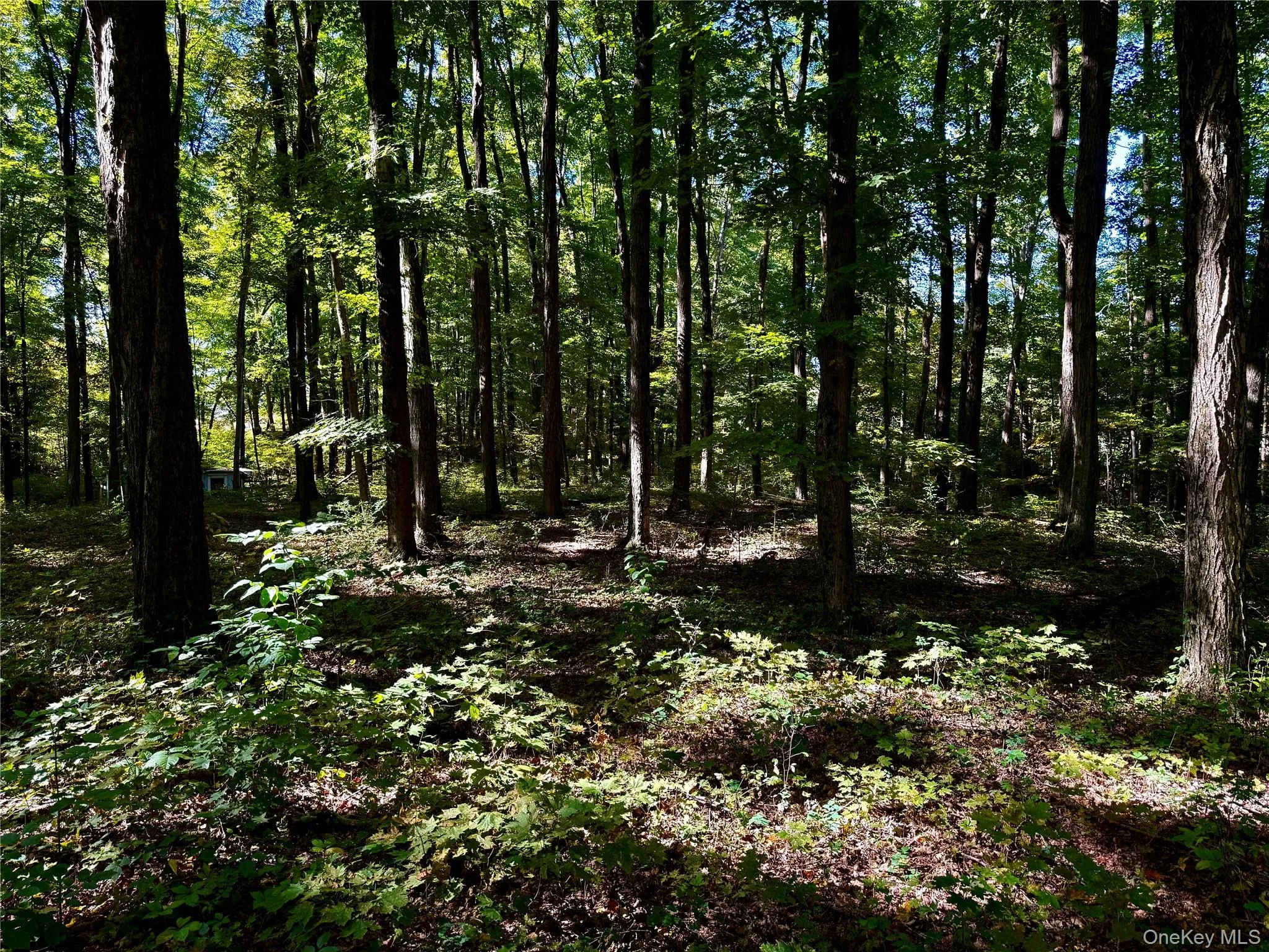 View of woods View of woods