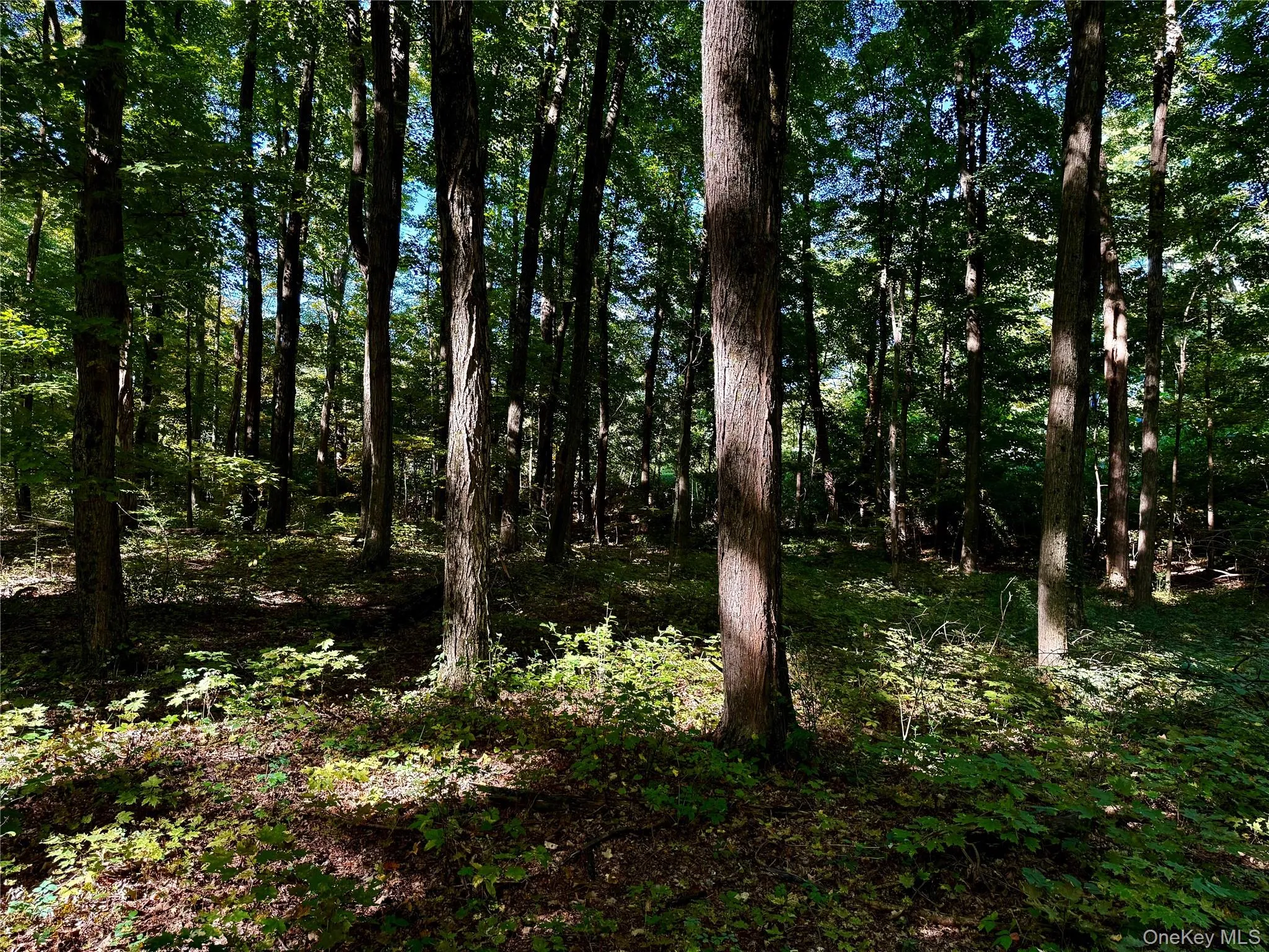 View of wooded area View of wooded area