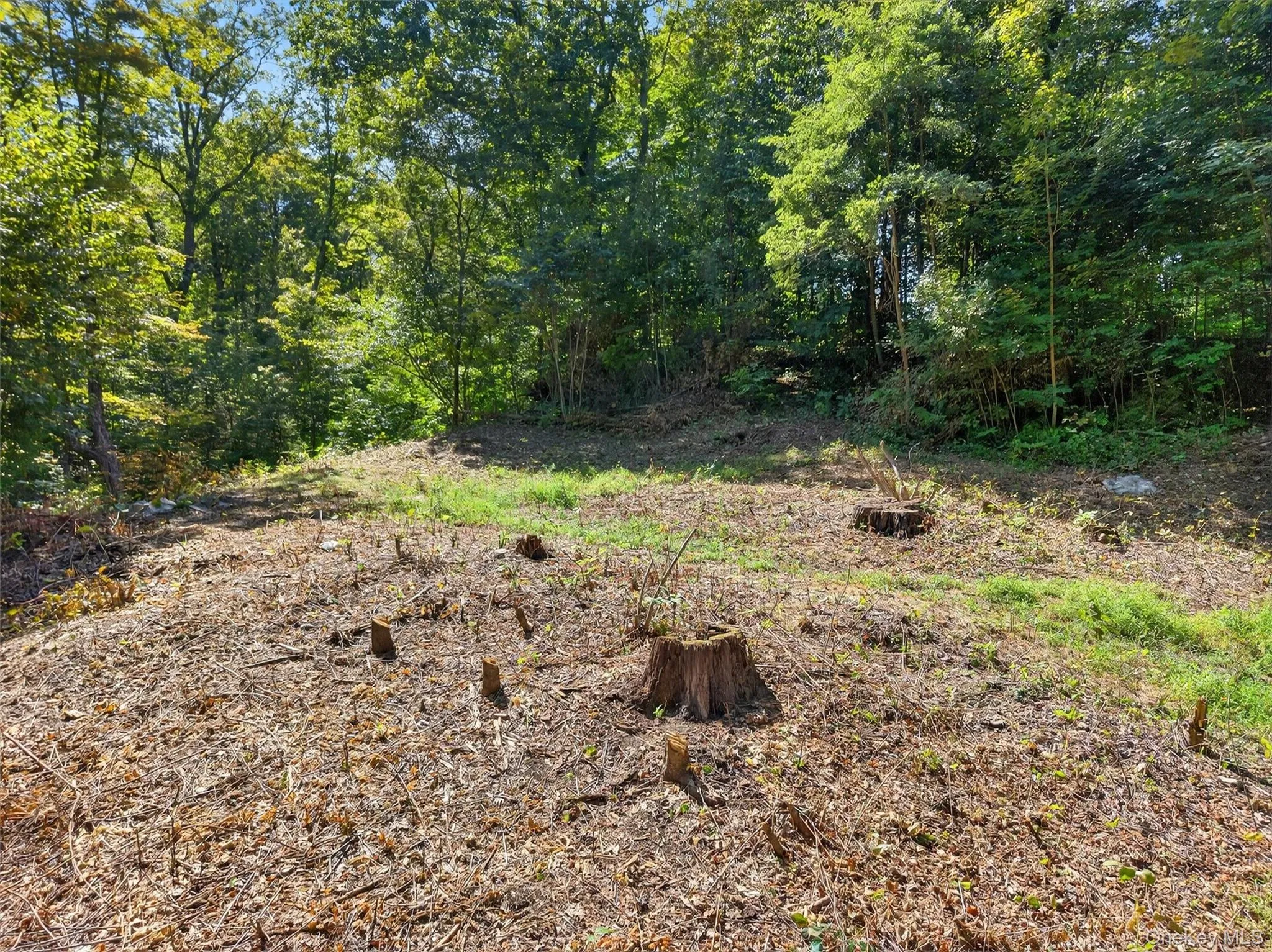 View of undeveloped land View of undeveloped land