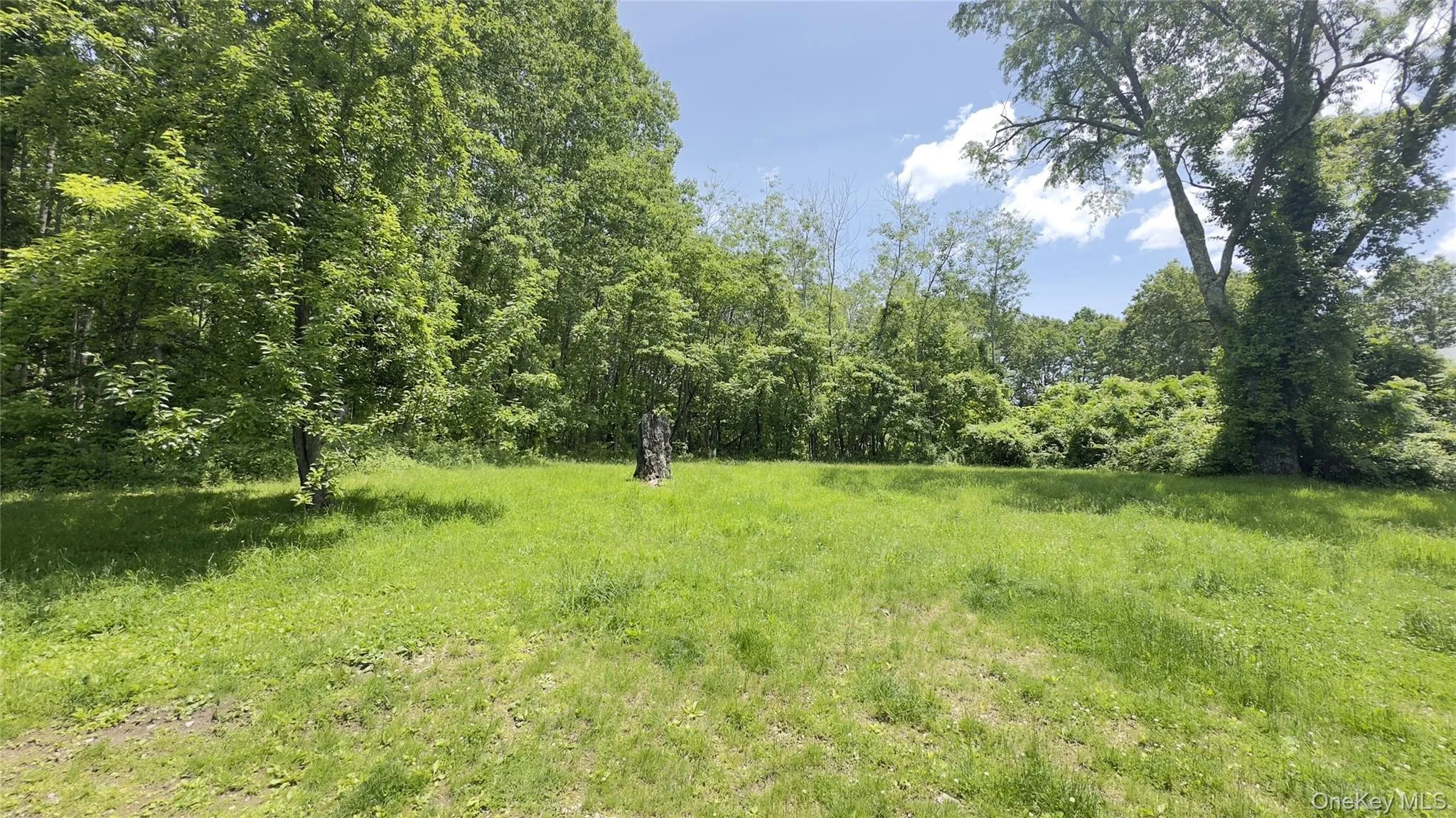 View of yard featuring a view of trees View of yard featuring a view of trees