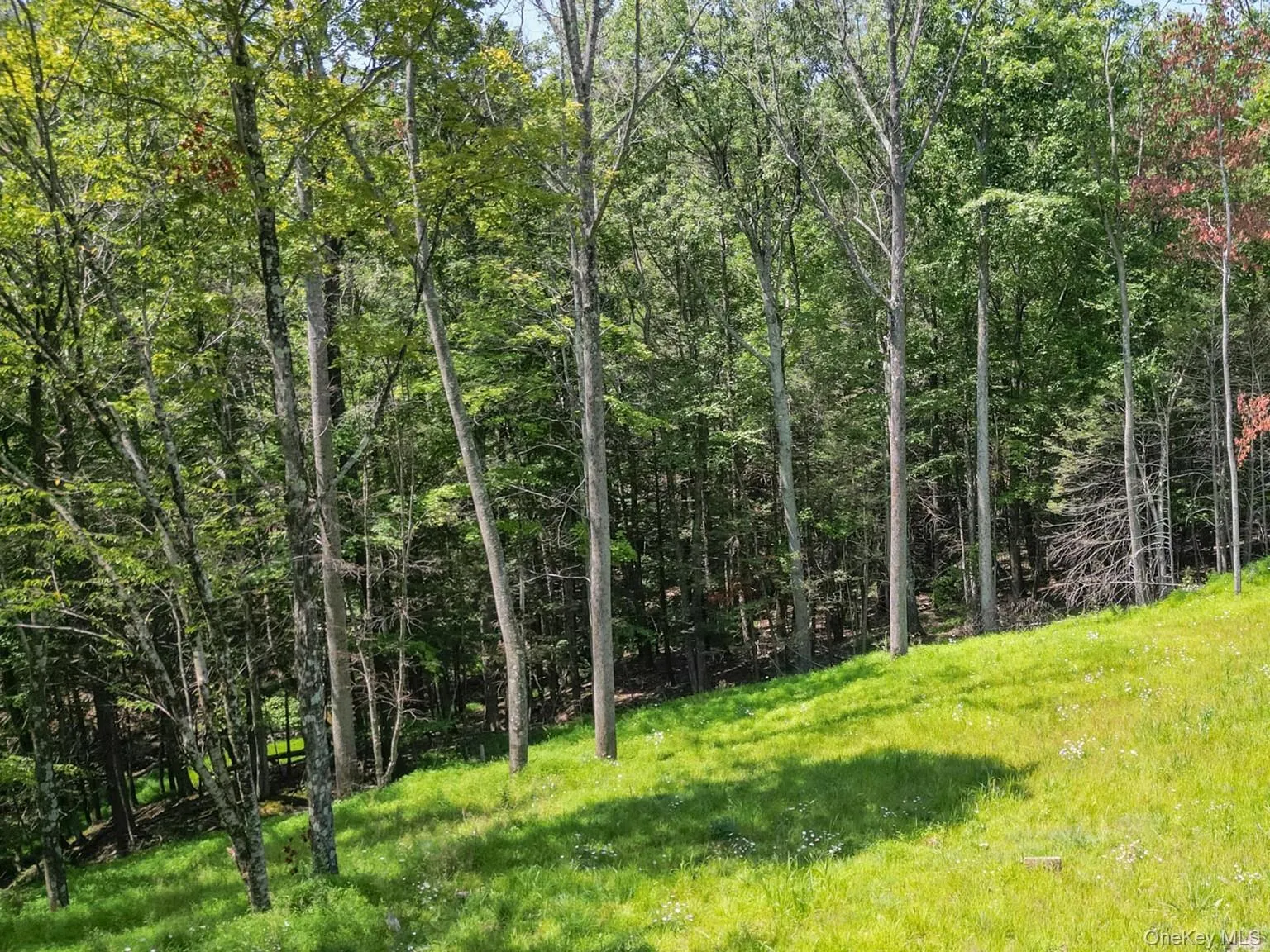 61 Hillside Drive, Olive, NY, ,Land,For Rent,Hillside,0,917247 61 Hillside Drive, Olive, NY, ,Land,For Rent,Hillside,0,917247