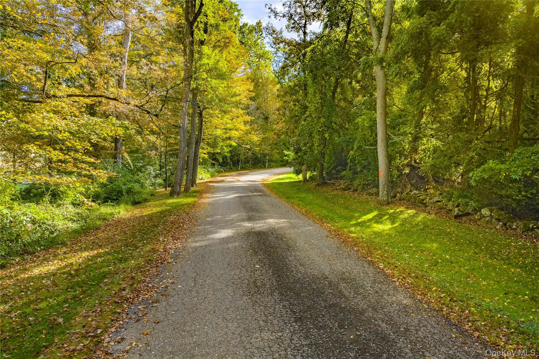 View of street featuring a forest view View of street featuring a forest view