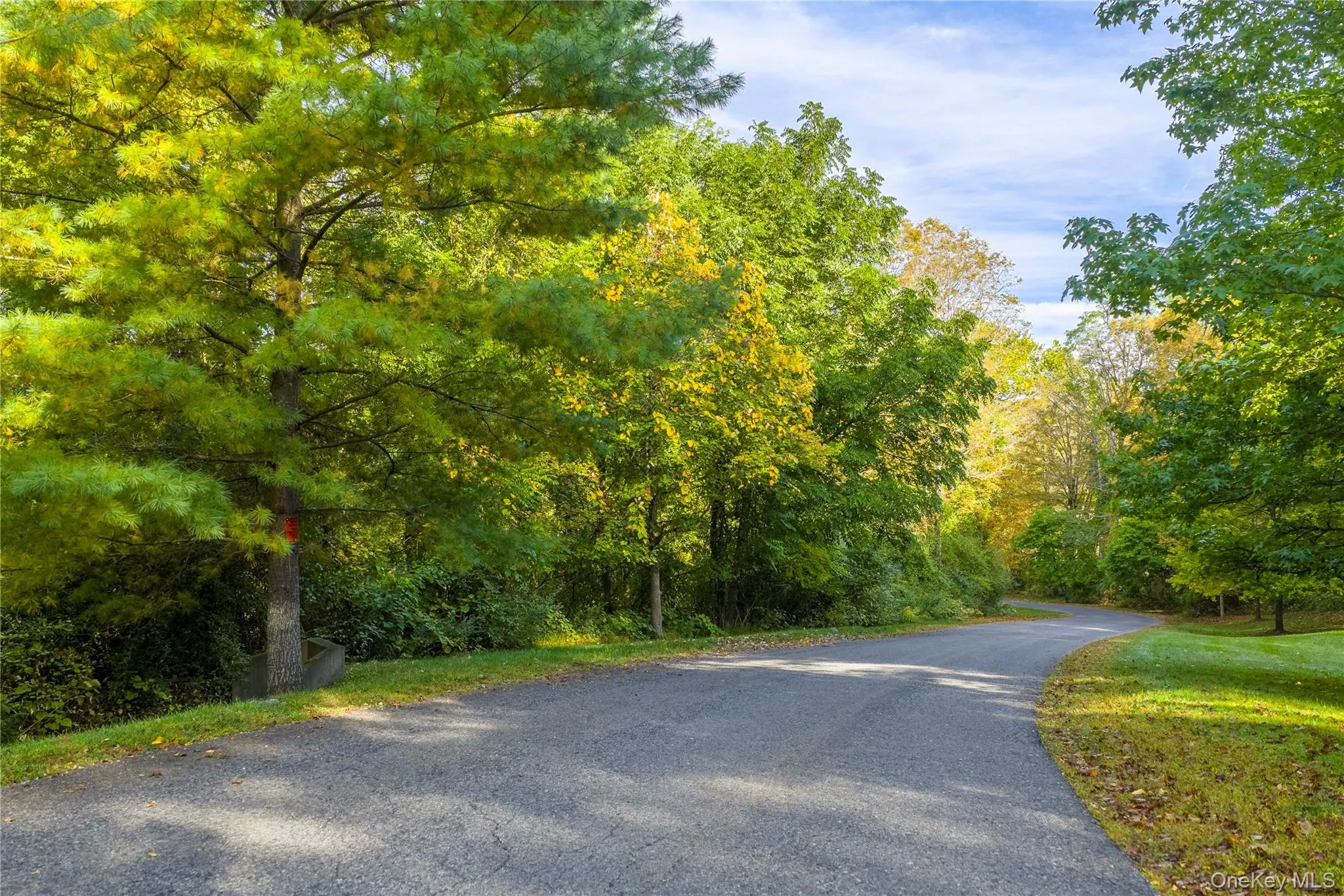 View of asphalt street with a forest view View of asphalt street with a forest view