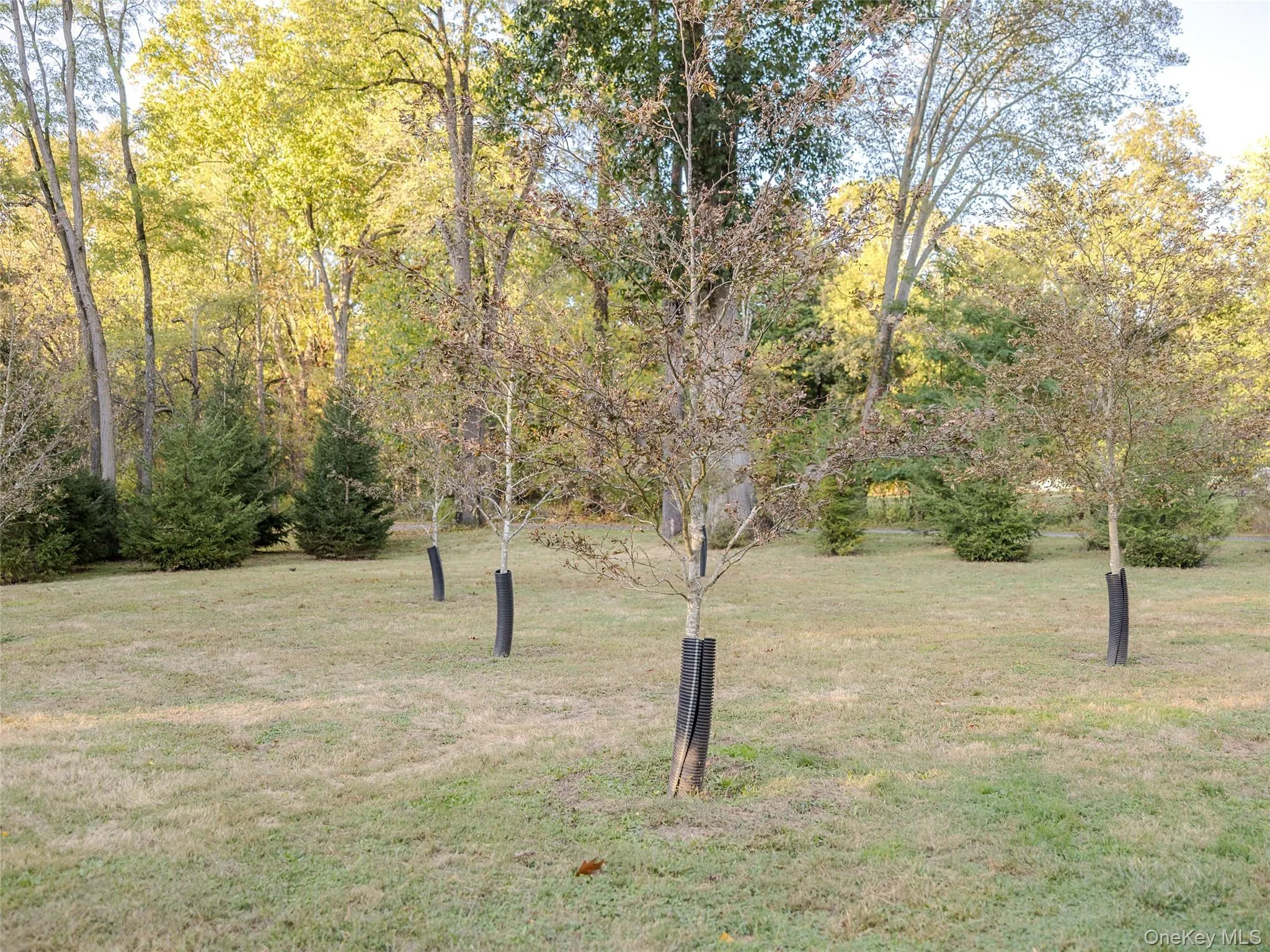 View of grassy yard View of grassy yard