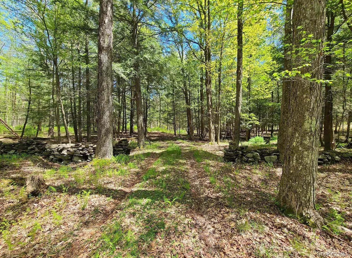 Forested property with mature trees and natural stone walls. Forested property with mature trees and natural stone walls.
