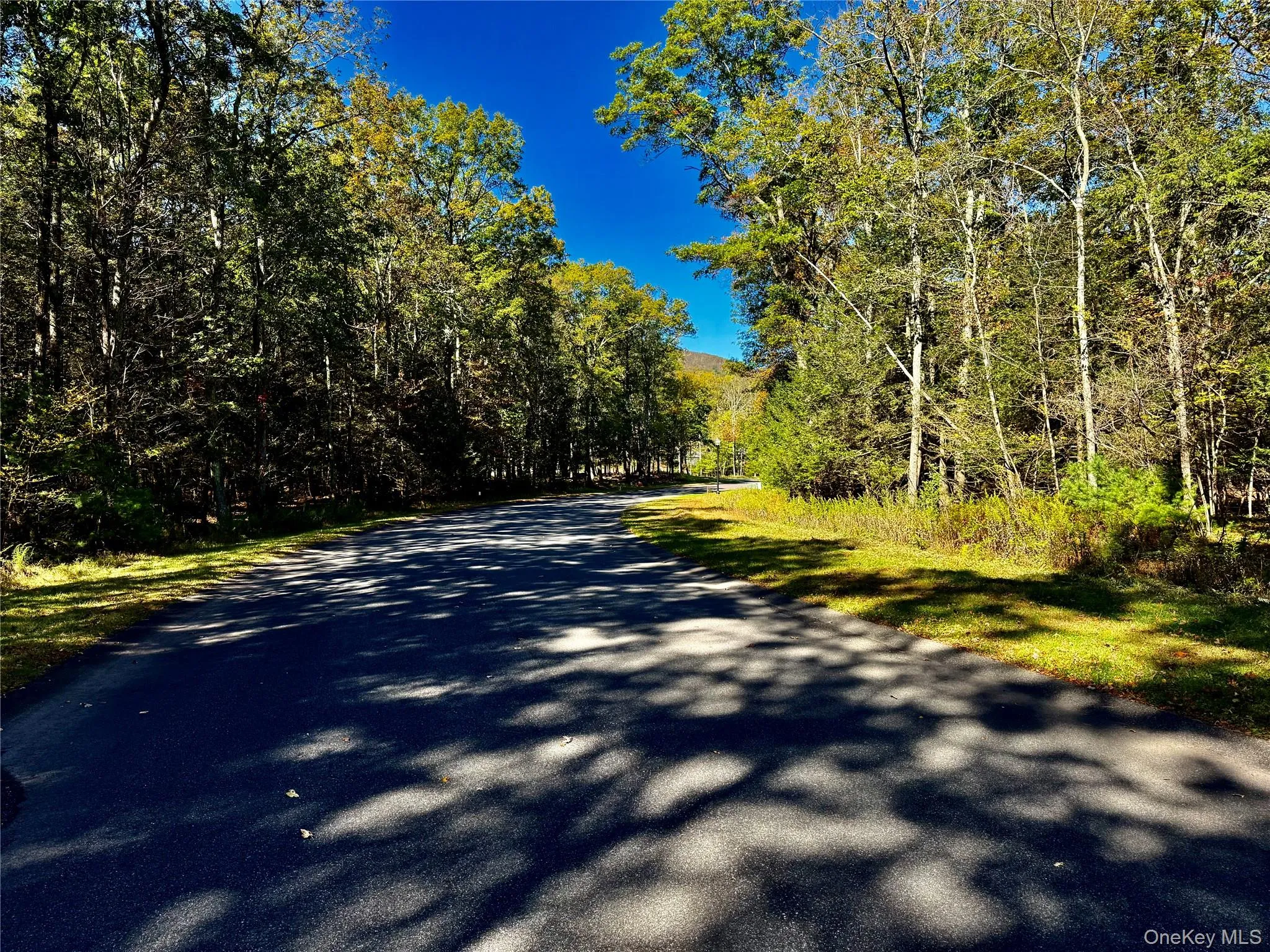 View of asphalt street featuring a view of trees View of asphalt street featuring a view of trees