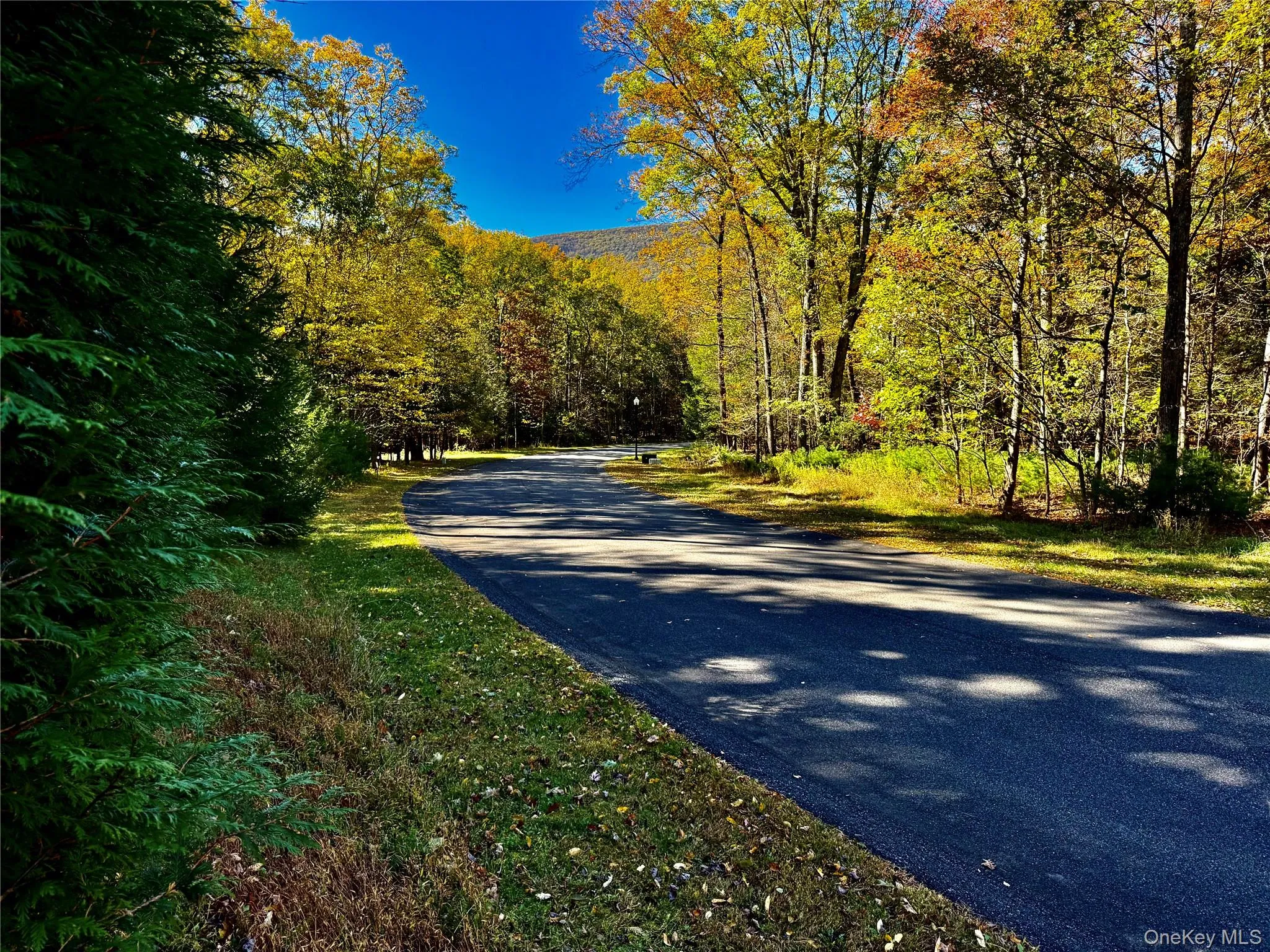 View of asphalt street featuring a forest view View of asphalt street featuring a forest view