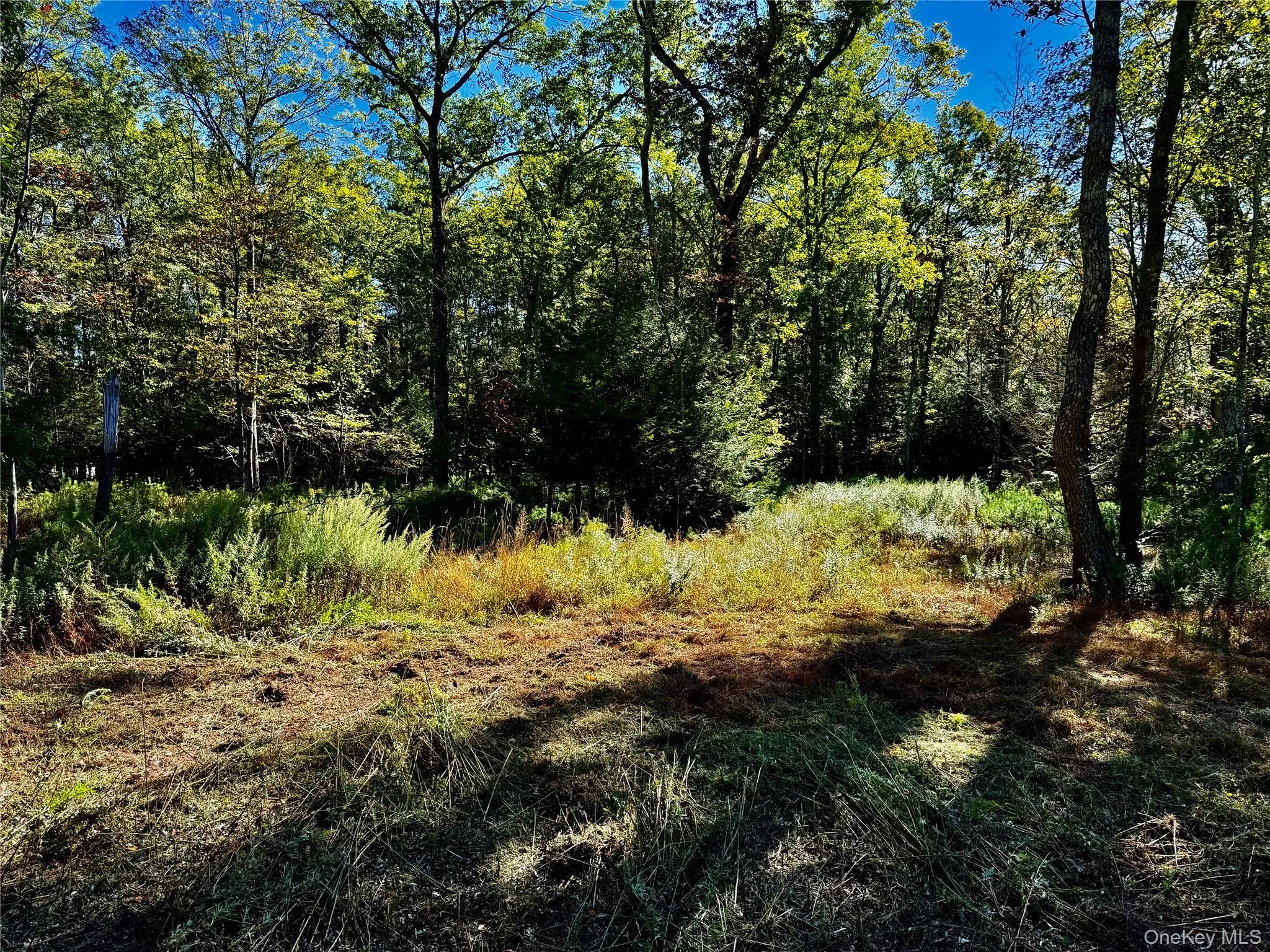 View of undeveloped land View of undeveloped land