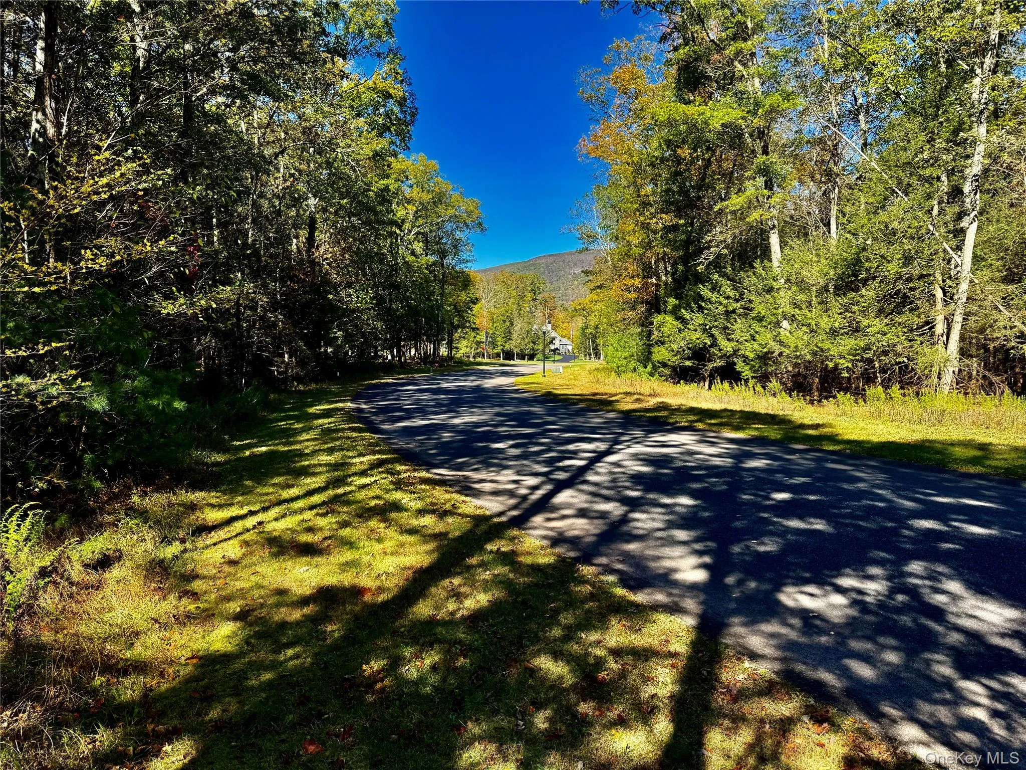 View of asphalt road with a view of trees View of asphalt road with a view of trees