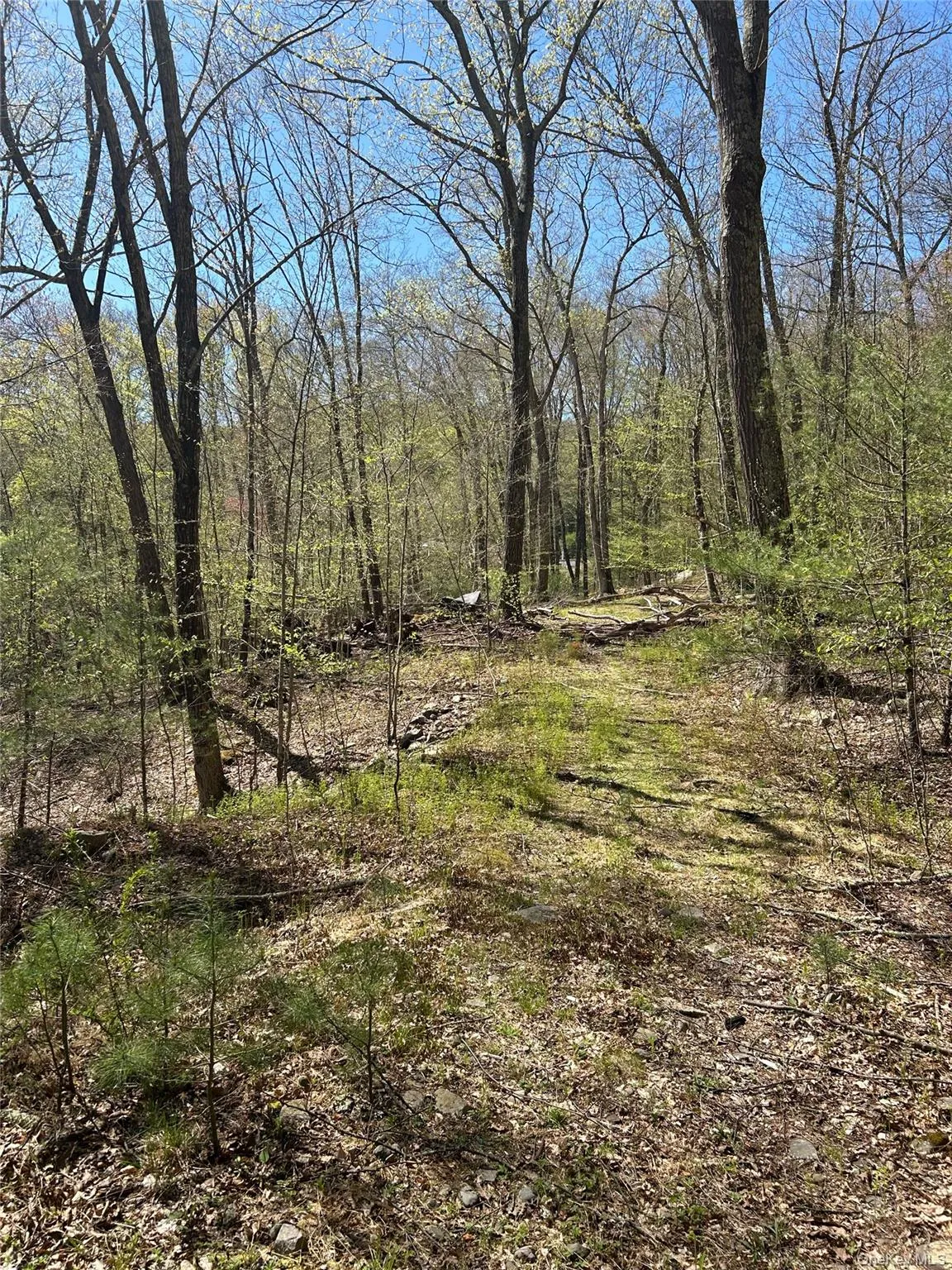 View of undeveloped land View of undeveloped land