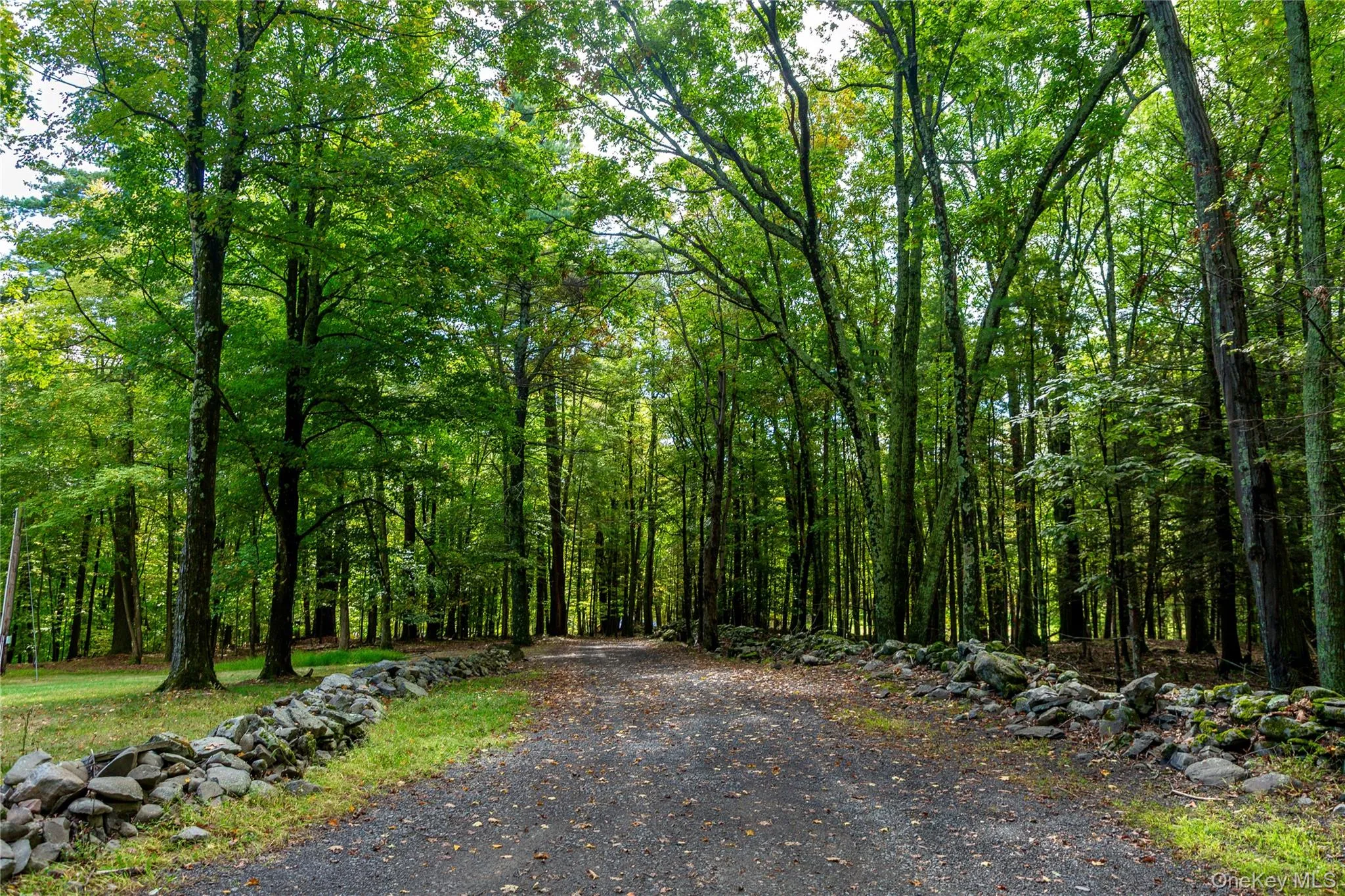 View of street with a wooded view View of street with a wooded view
