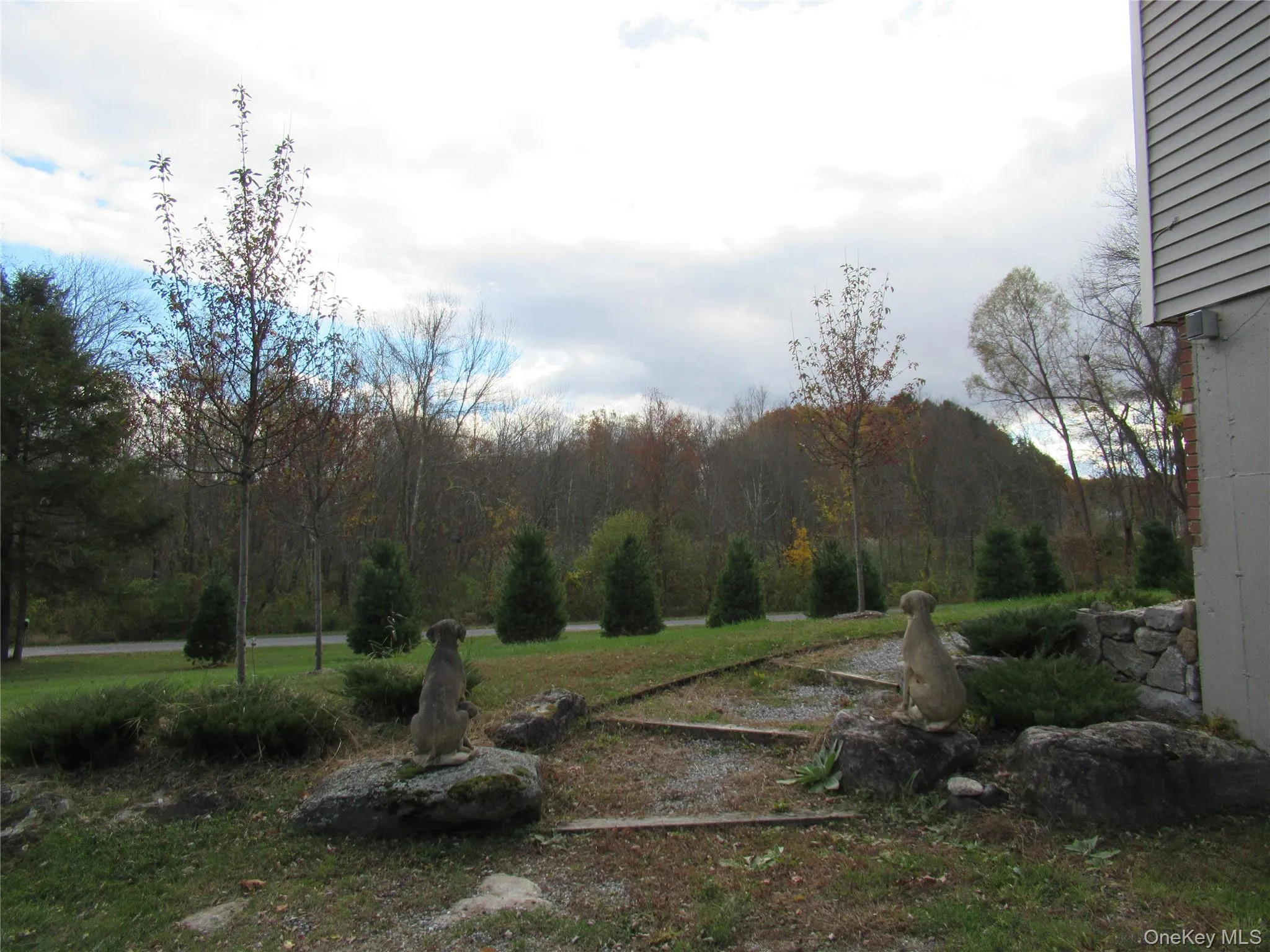 Privacy trees line the front yard Privacy trees line the front yard