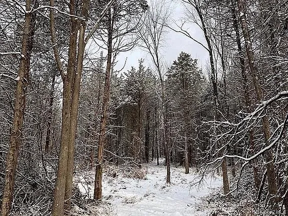 Snowy view Snowy view