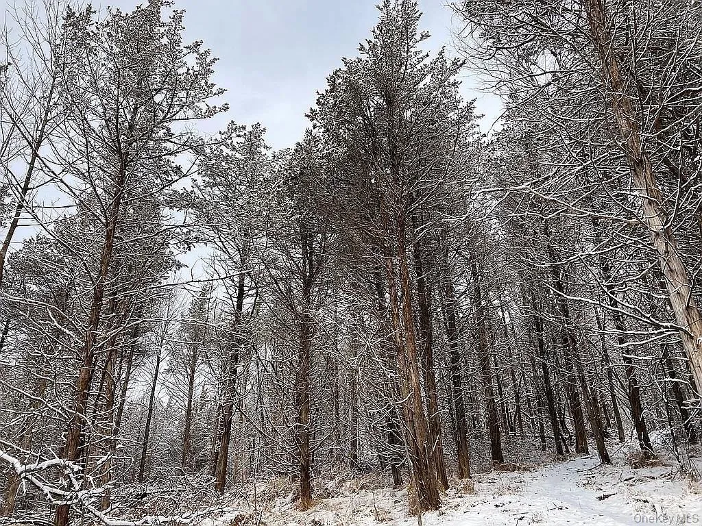 Snowy view Snowy view