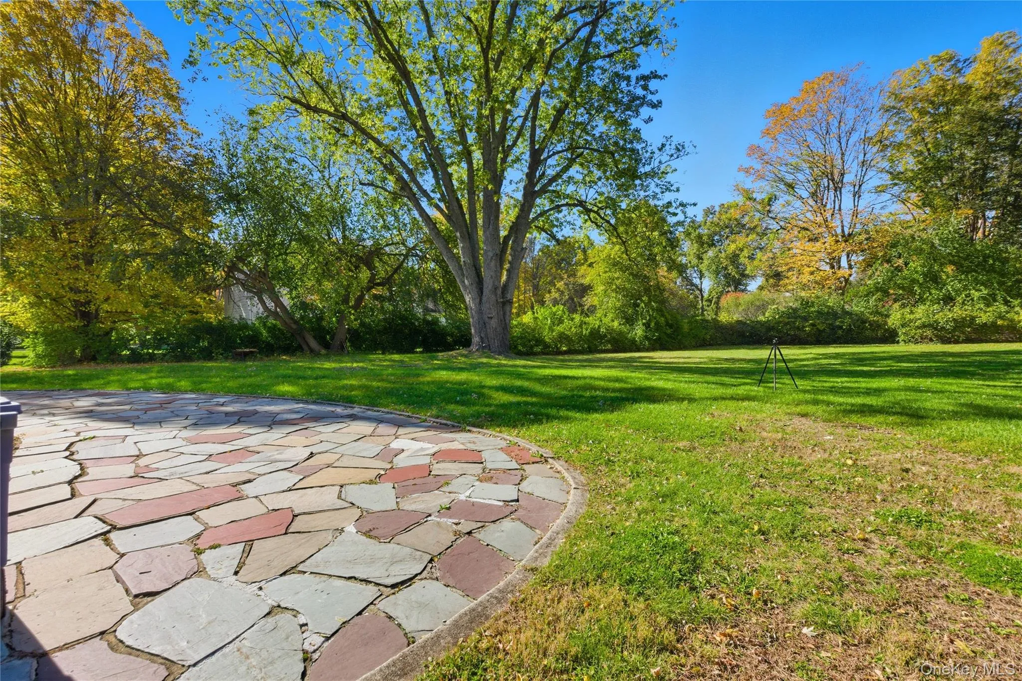View of green lawn with view of scattered trees View of green lawn with view of scattered trees