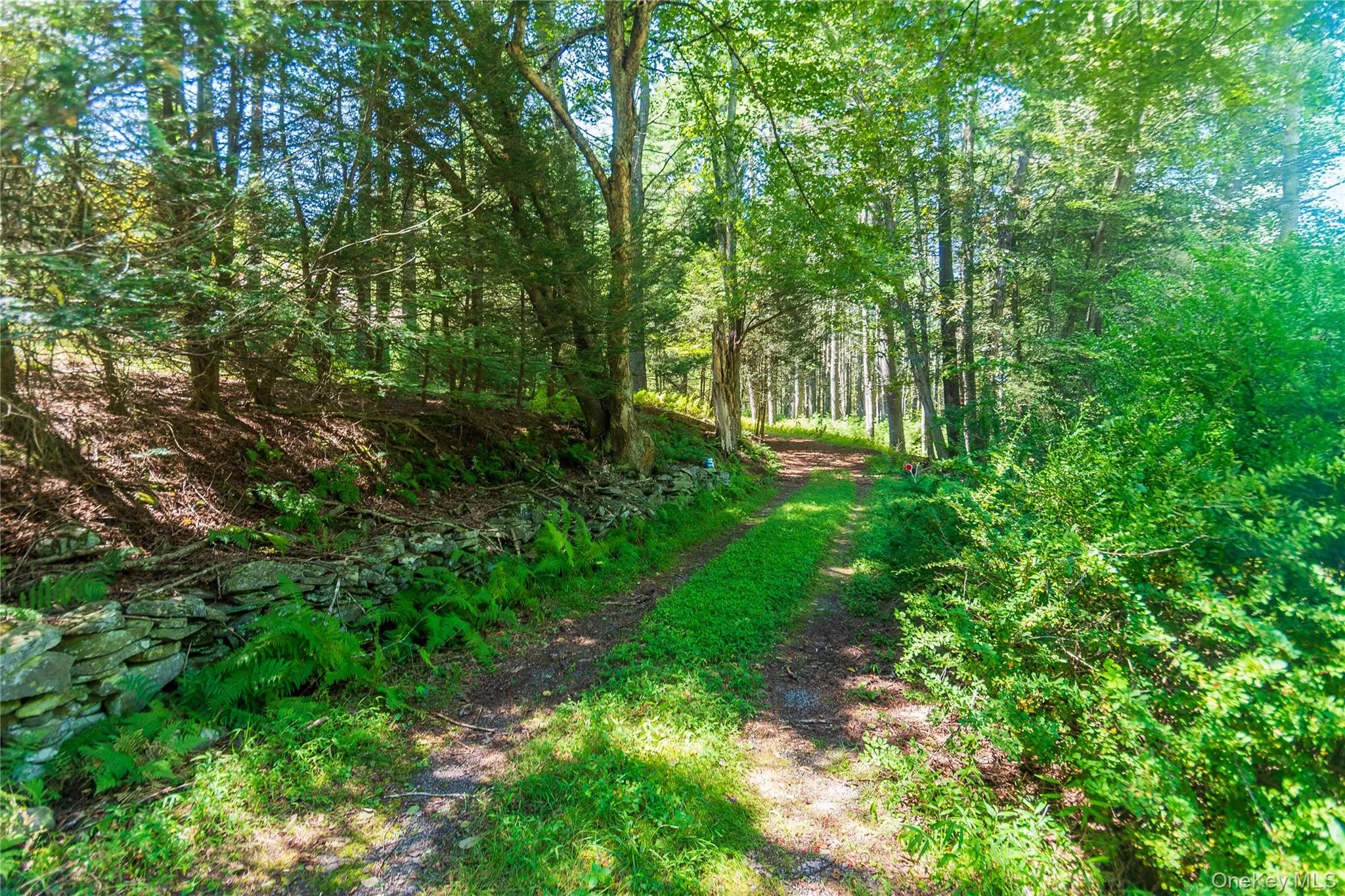 View of road featuring a forest view View of road featuring a forest view