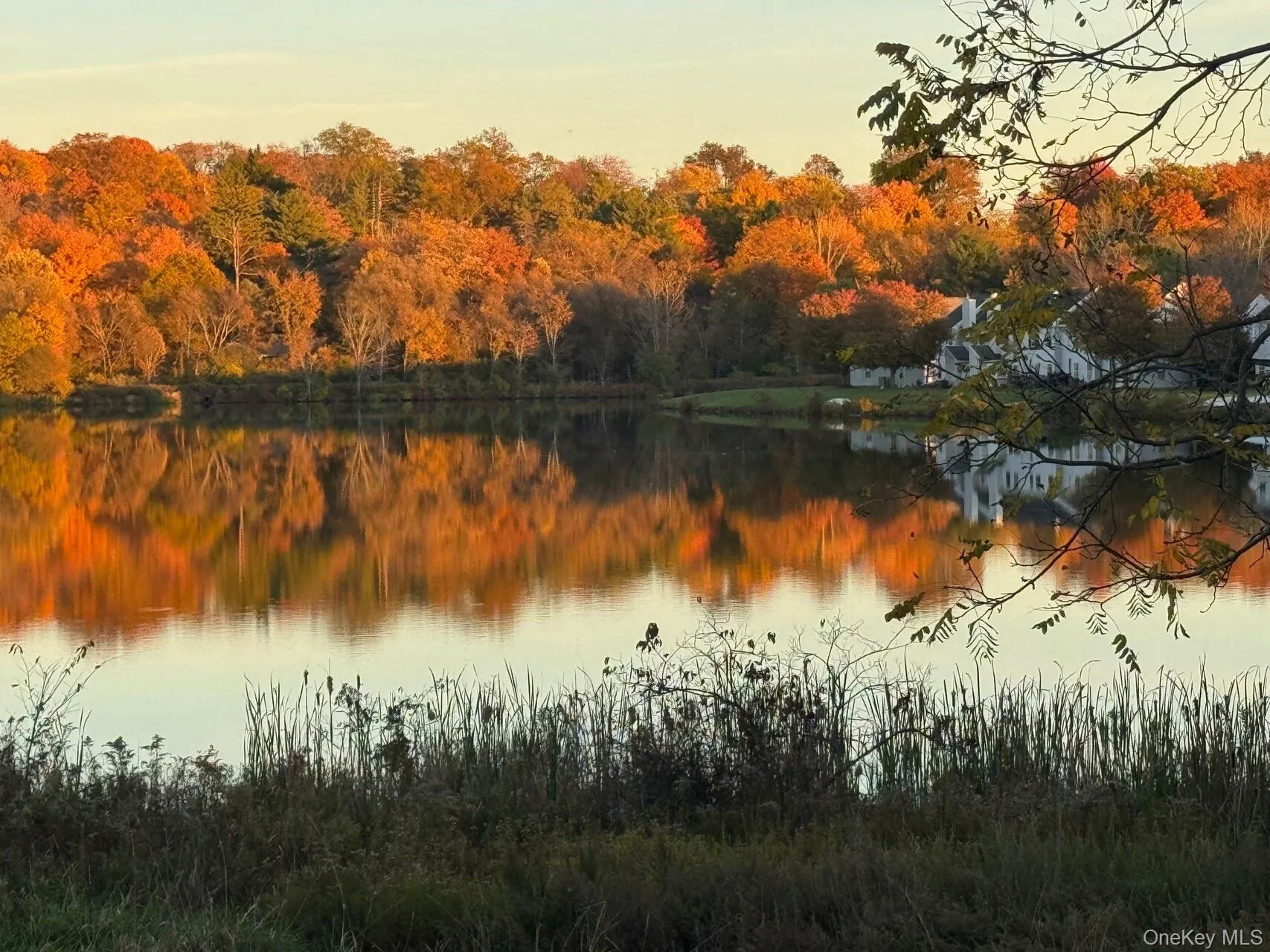 Water view with a forest Water view with a forest