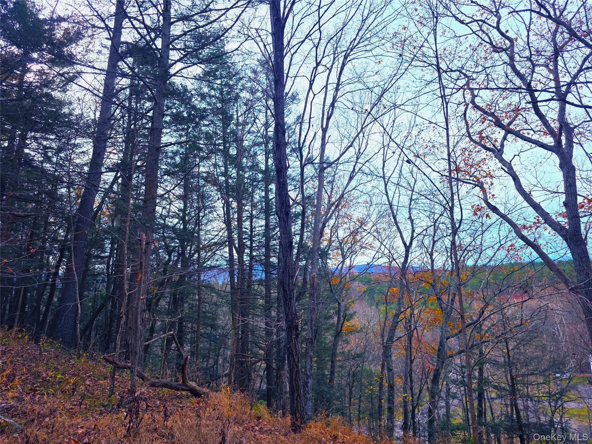 View of wooded area View of wooded area