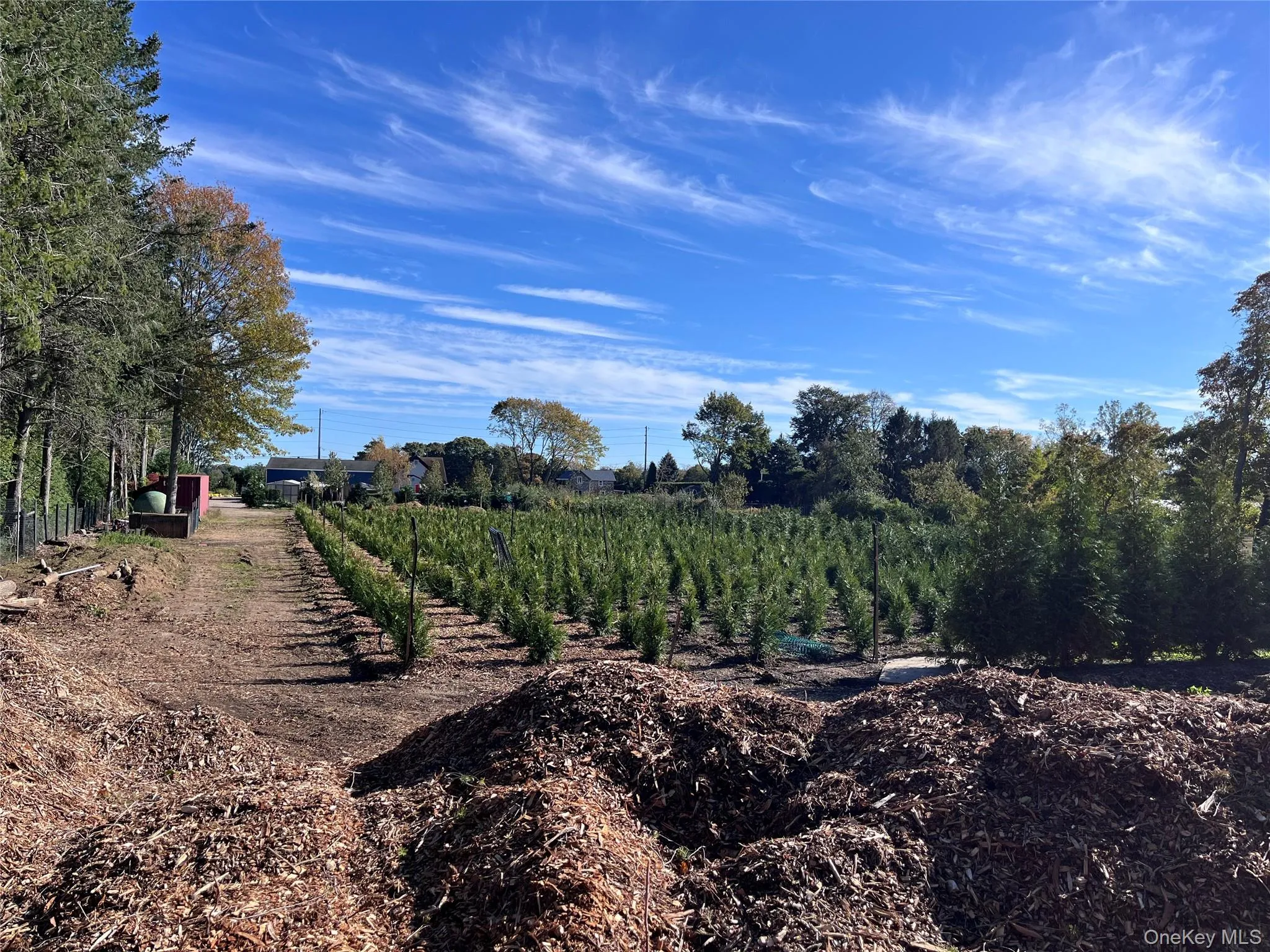 2.06 acres with rural view and agricultural plantings 2.06 acres with rural view and agricultural plantings