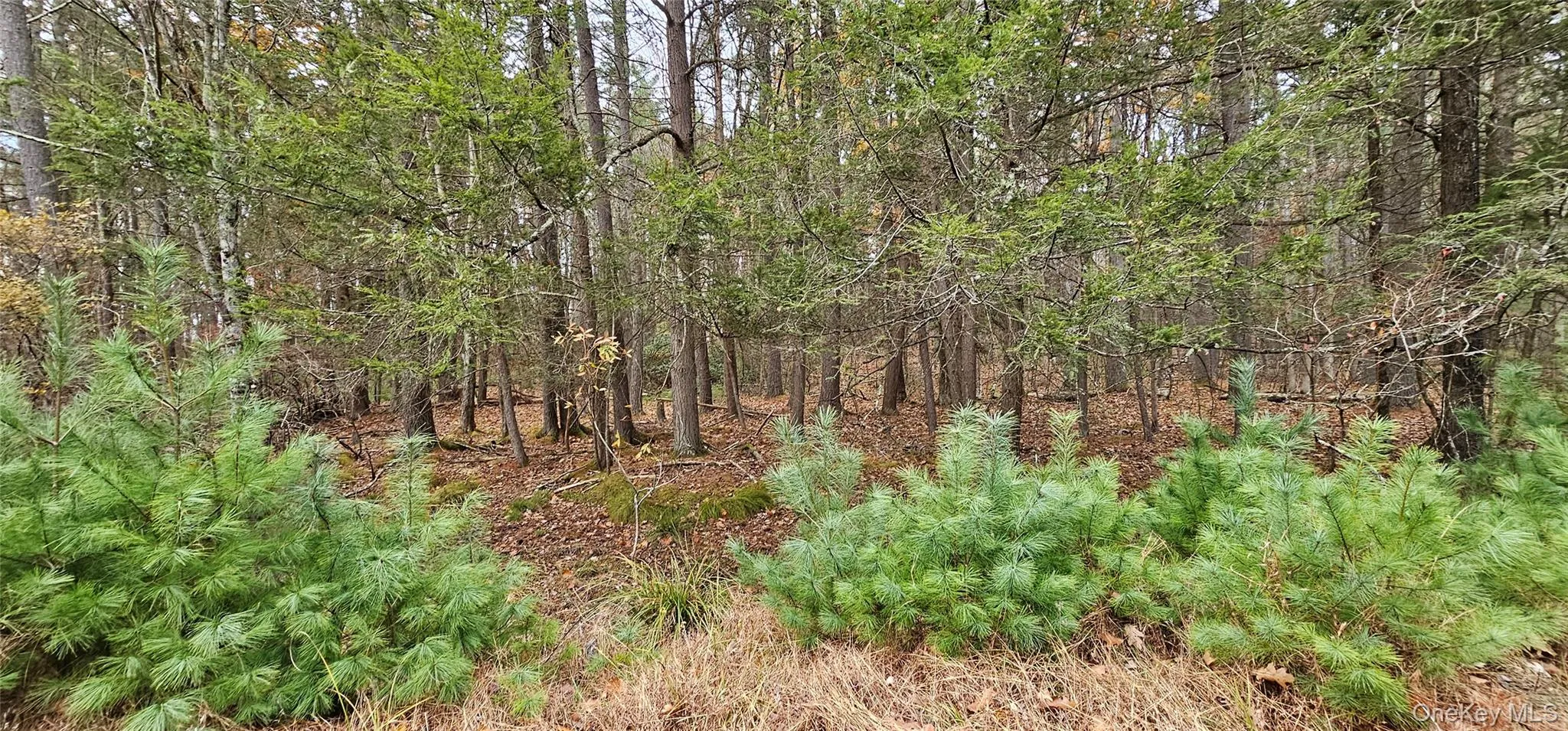 View of wooded area View of wooded area