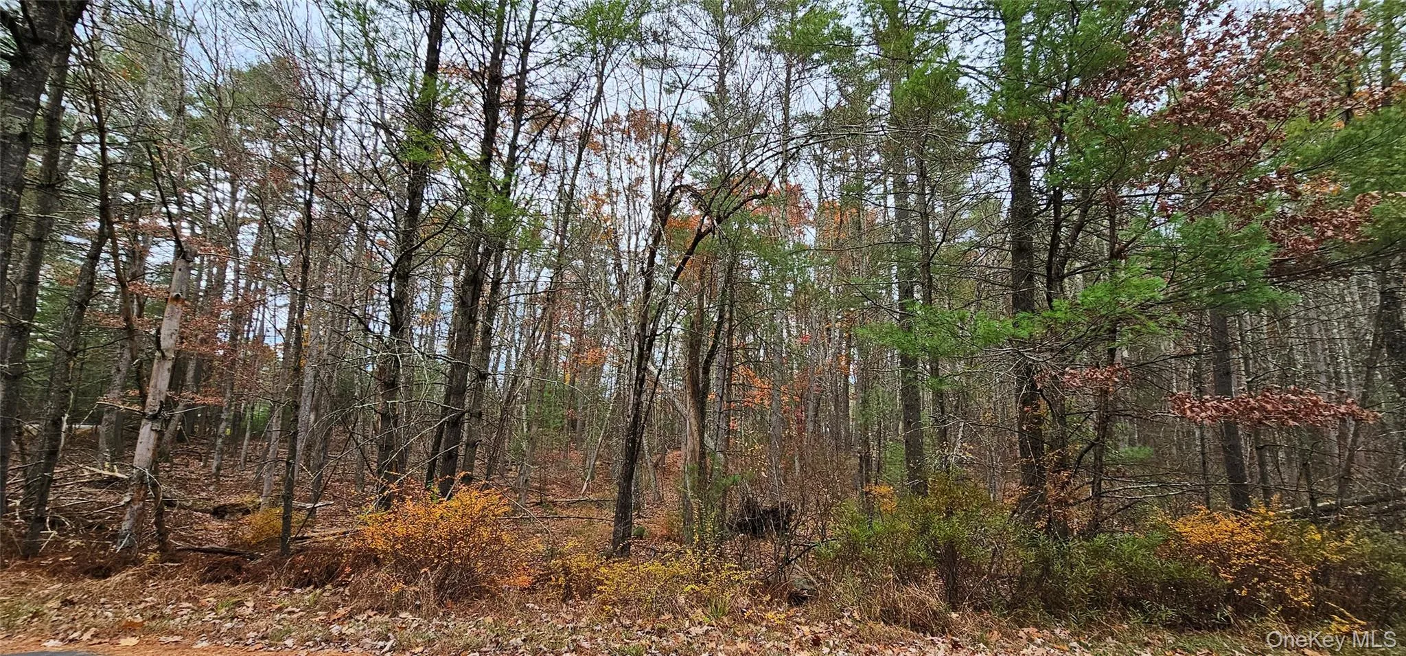 View of wooded area View of wooded area