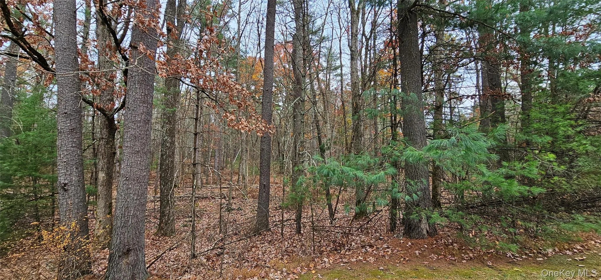 View of woods View of woods