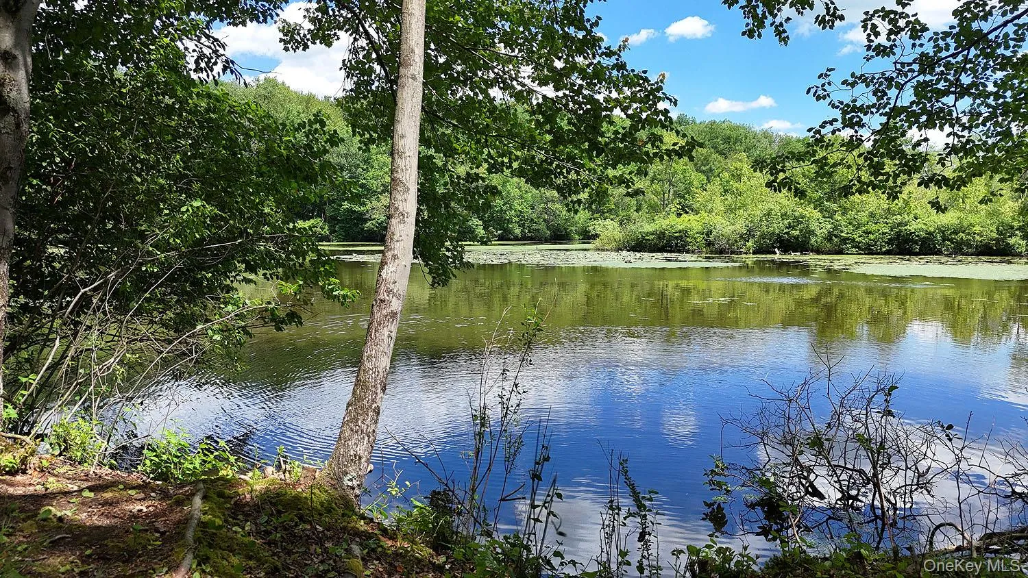 Blackberry Lake Road, Callicoon, NY, ,Land,For Rent,Blackberry Lake,0,932984 Blackberry Lake Road, Callicoon, NY, ,Land,For Rent,Blackberry Lake,0,932984