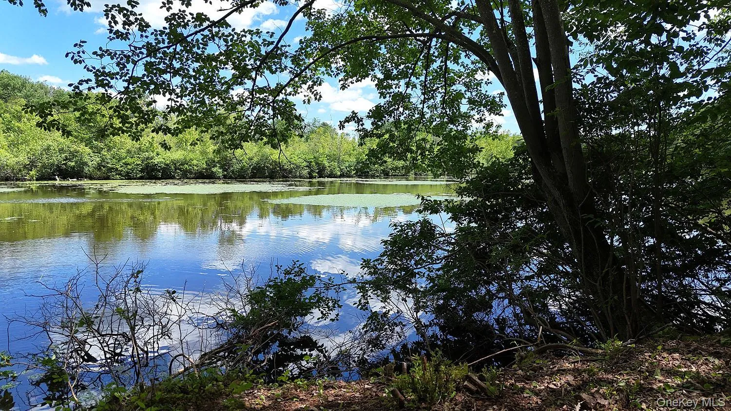 Blackberry Lake Road, Callicoon, NY, ,Land,For Rent,Blackberry Lake,0,932984 Blackberry Lake Road, Callicoon, NY, ,Land,For Rent,Blackberry Lake,0,932984