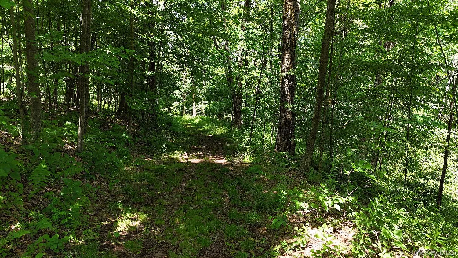 Blackberry Lake Road, Callicoon, NY, ,Land,For Rent,Blackberry Lake,0,932984 Blackberry Lake Road, Callicoon, NY, ,Land,For Rent,Blackberry Lake,0,932984