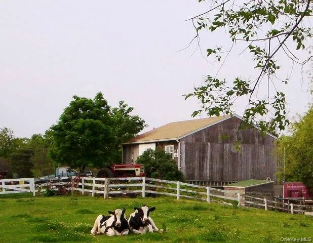 Old Photo Showing Barn and Cows Old Photo Showing Barn and Cows