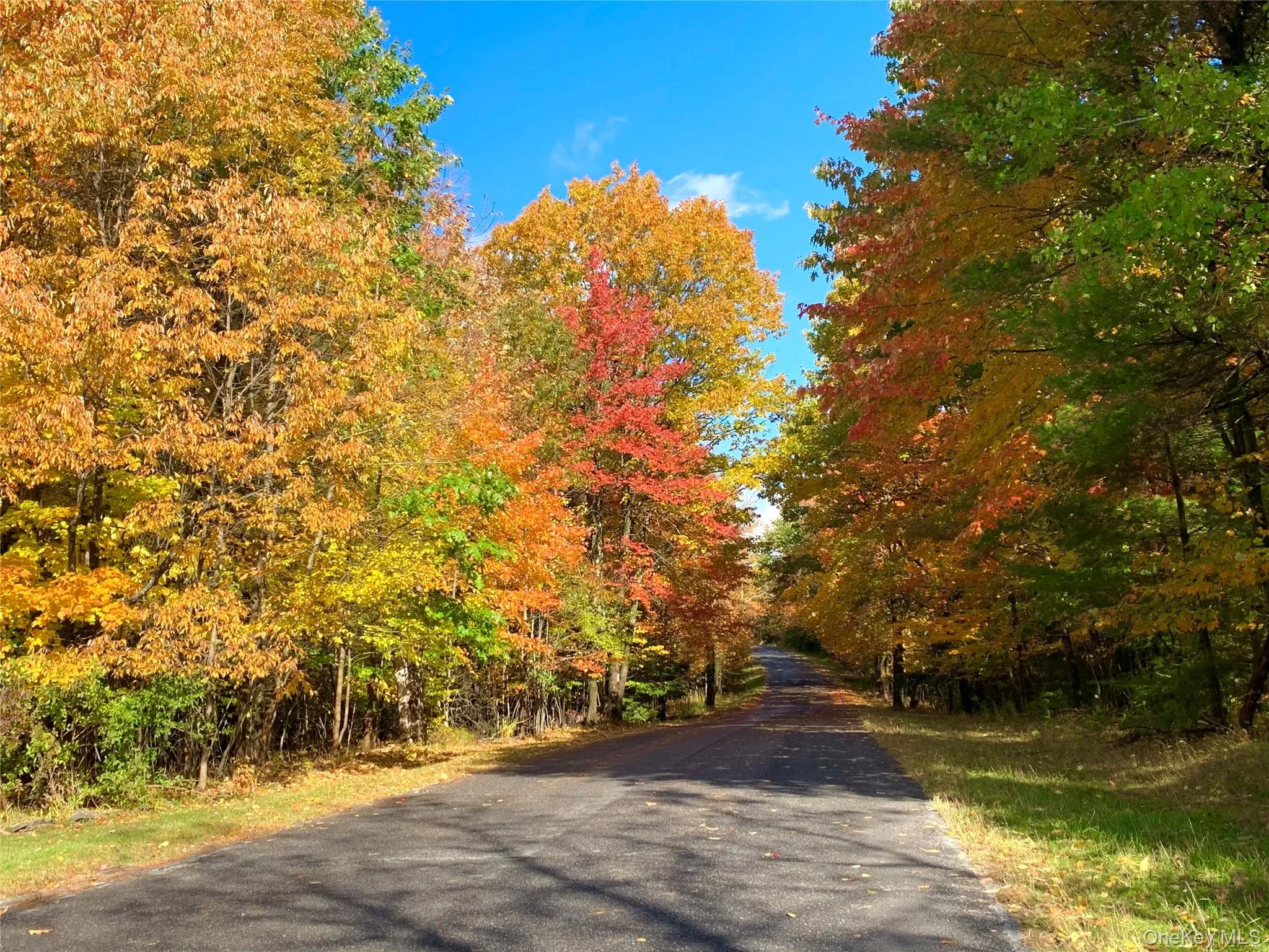 View of asphalt street featuring a wooded view View of asphalt street featuring a wooded view