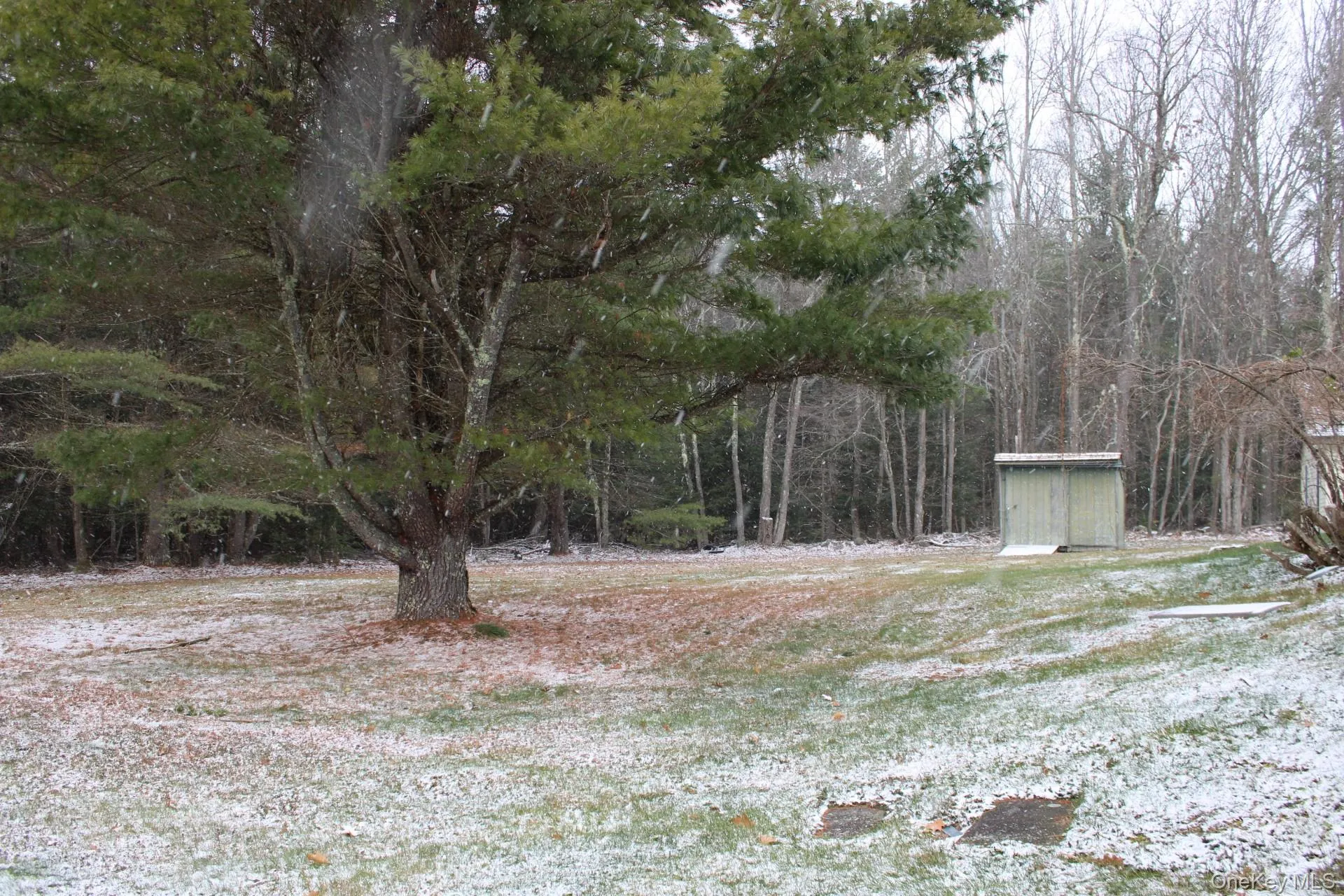 View of yard with a forest view and a storage unit View of yard with a forest view and a storage unit