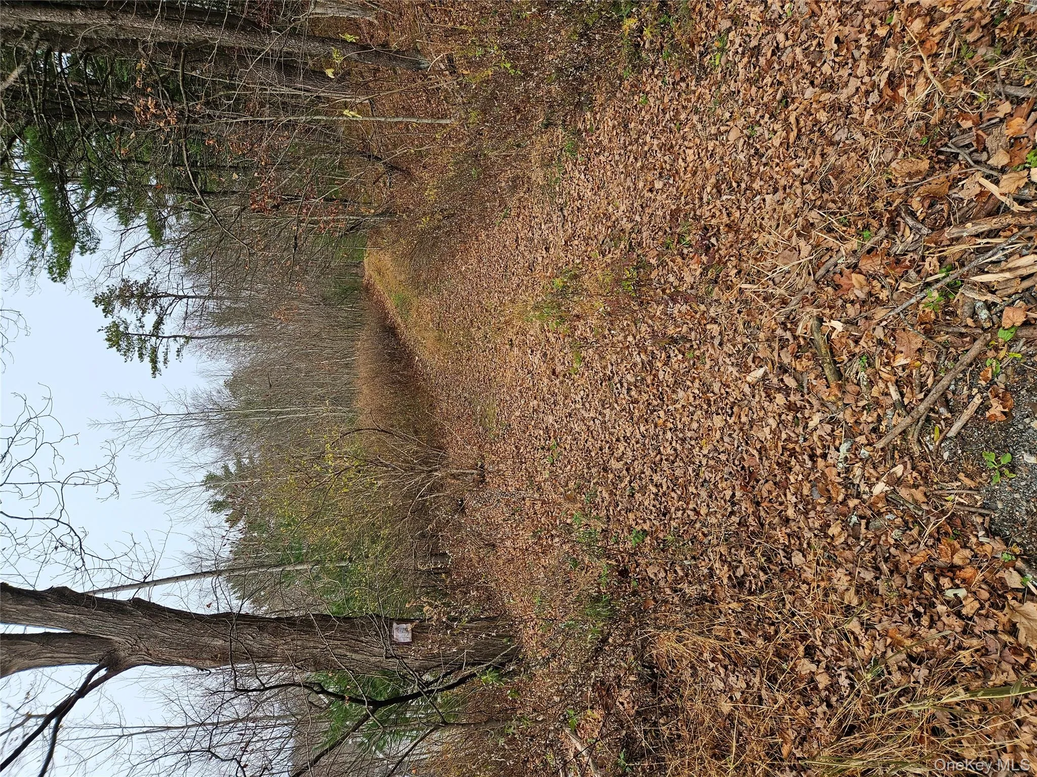 View of wooded area View of wooded area