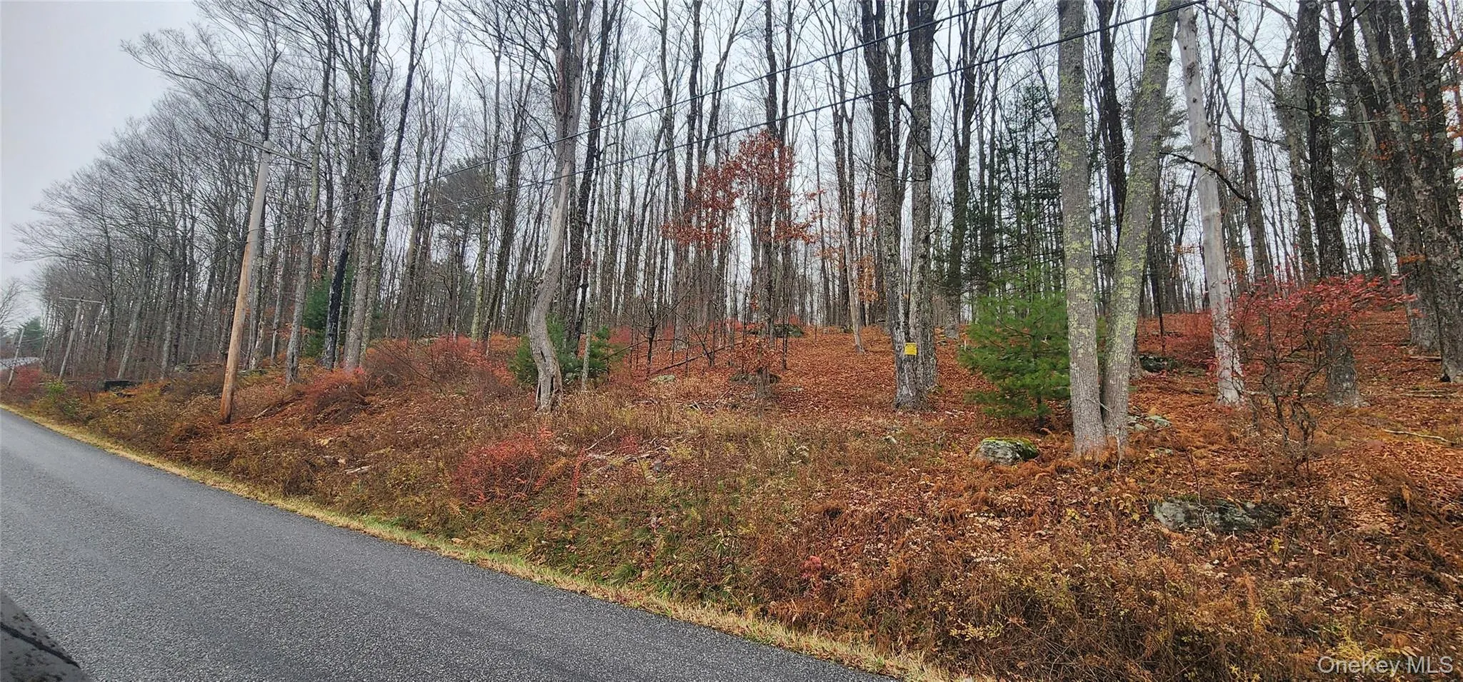 View of asphalt road featuring a view of trees View of asphalt road featuring a view of trees