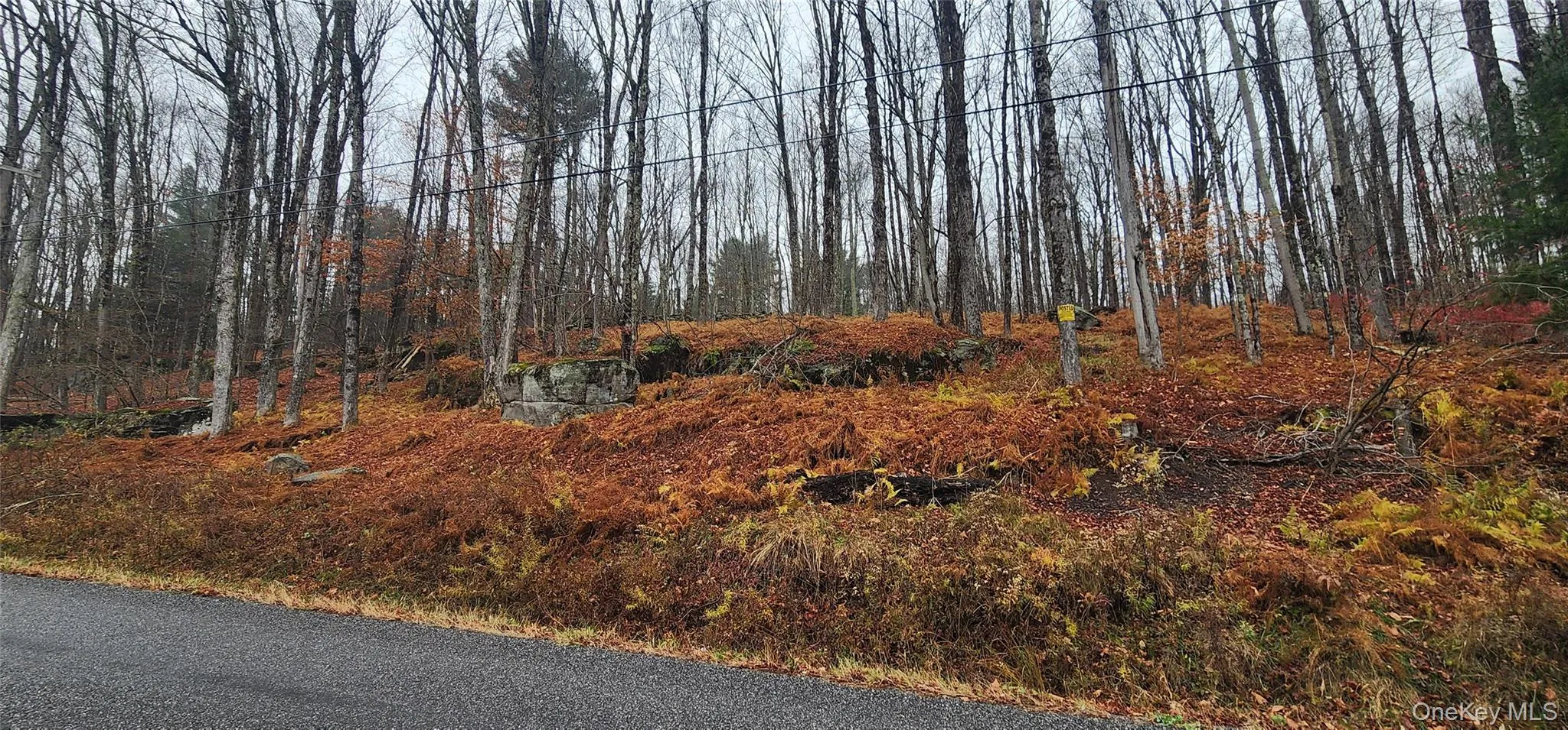 View of local wilderness View of local wilderness