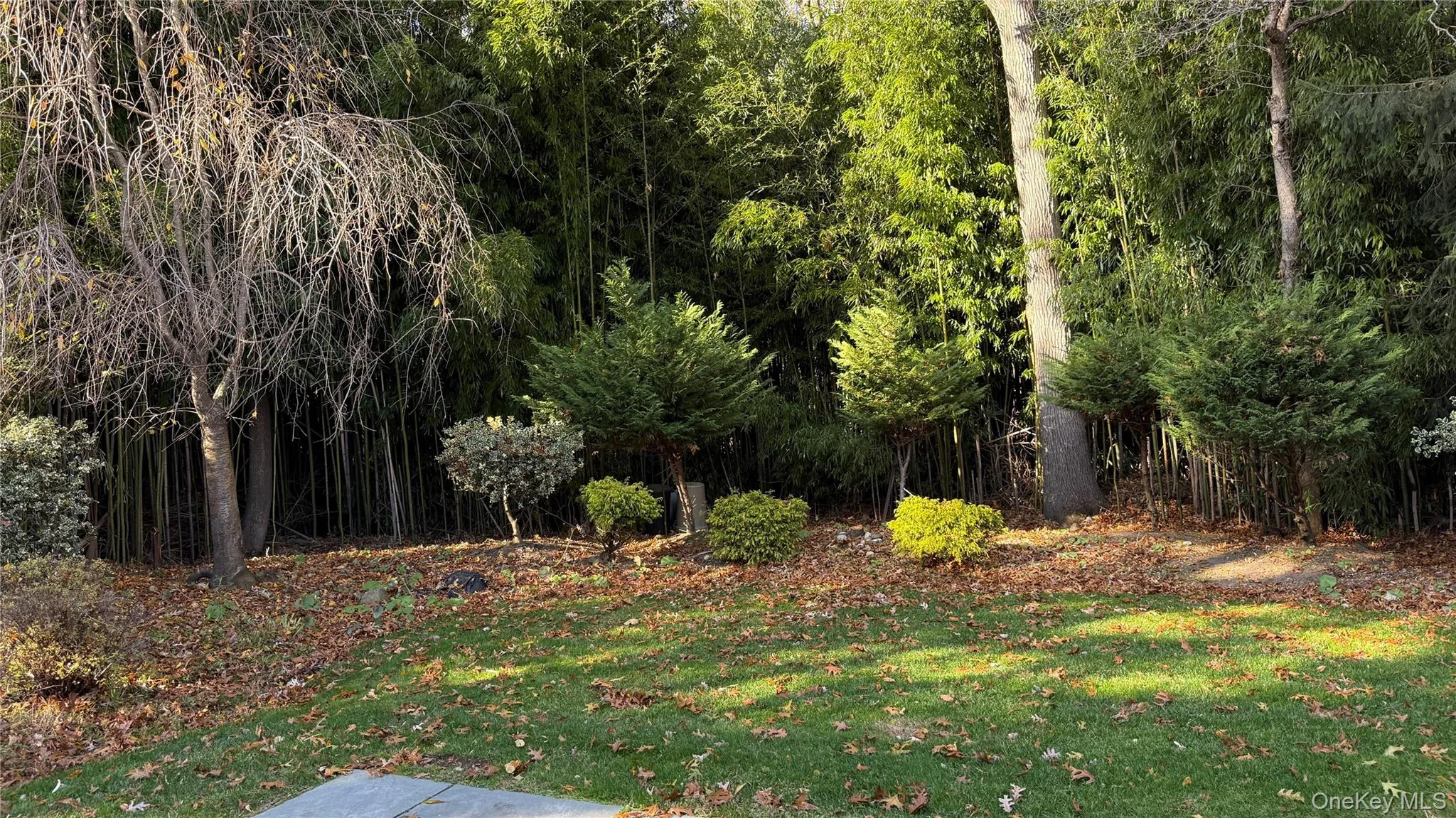 View of Tranquil Wooded Yard View of Tranquil Wooded Yard