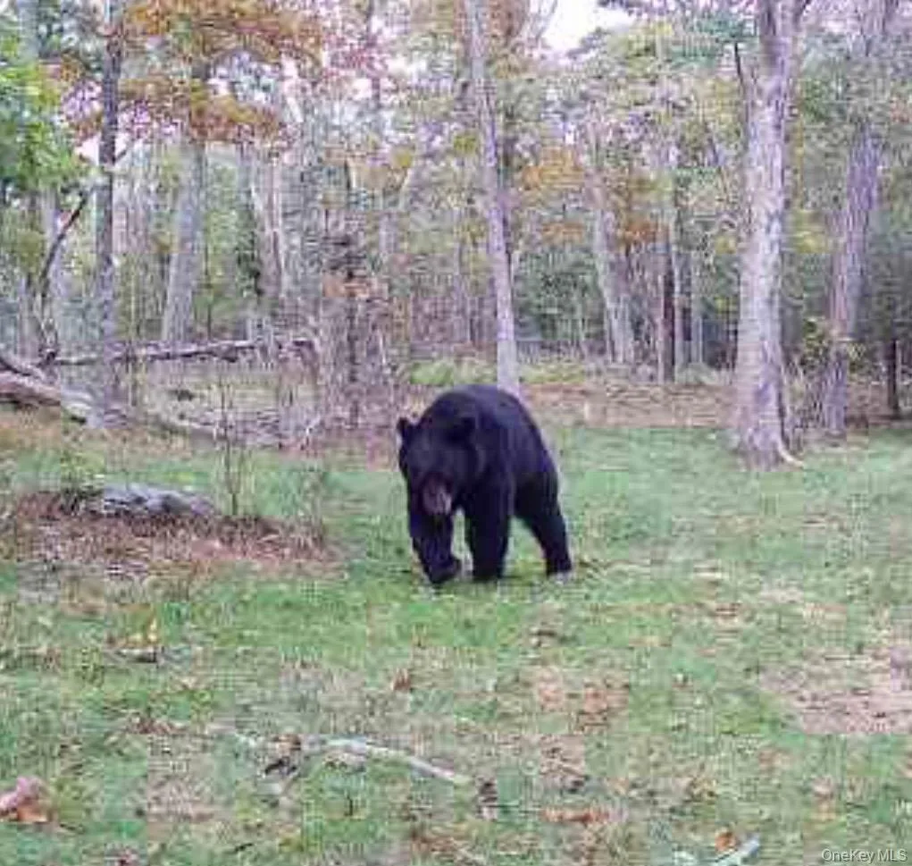 80 Hunter Lane, Amenia, NY, 2 Bedrooms Bedrooms, 3 Rooms Rooms,1 BathroomBathrooms,Residential Sale,For Rent,Hunter,0,938516 80 Hunter Lane, Amenia, NY, 2 Bedrooms Bedrooms, 3 Rooms Rooms,1 BathroomBathrooms,Residential Sale,For Rent,Hunter,0,938516