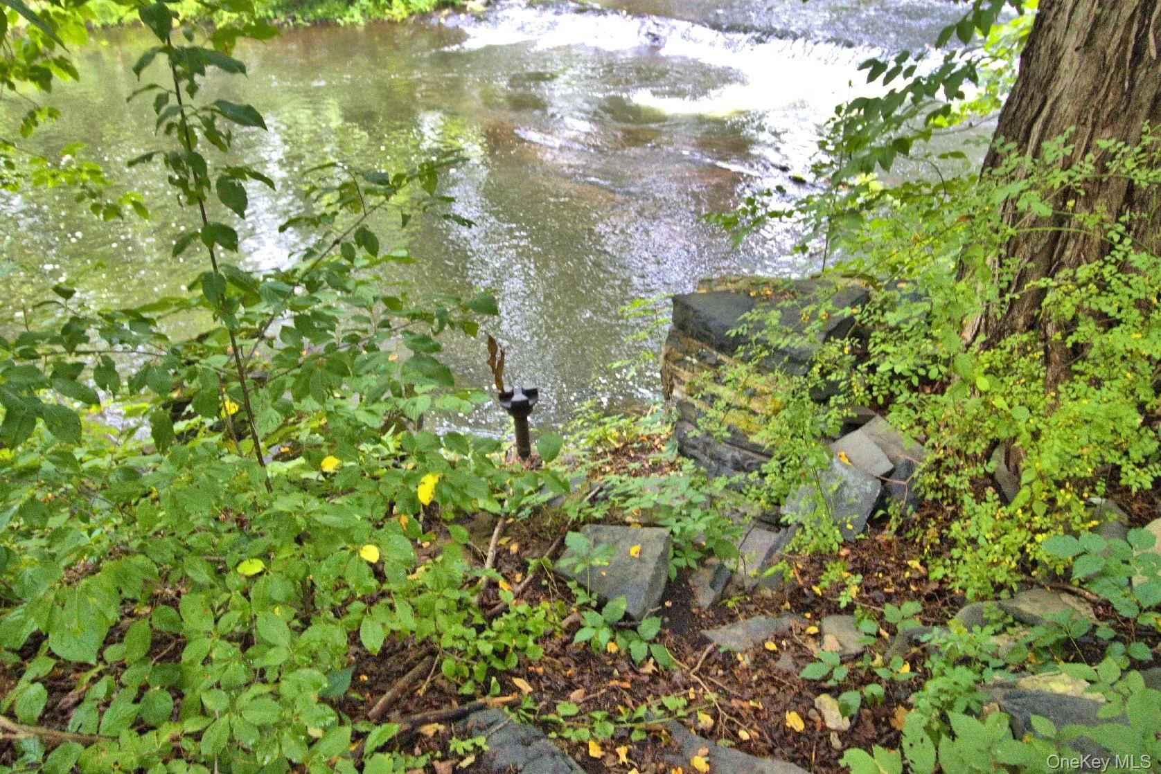 View of local wilderness View of local wilderness