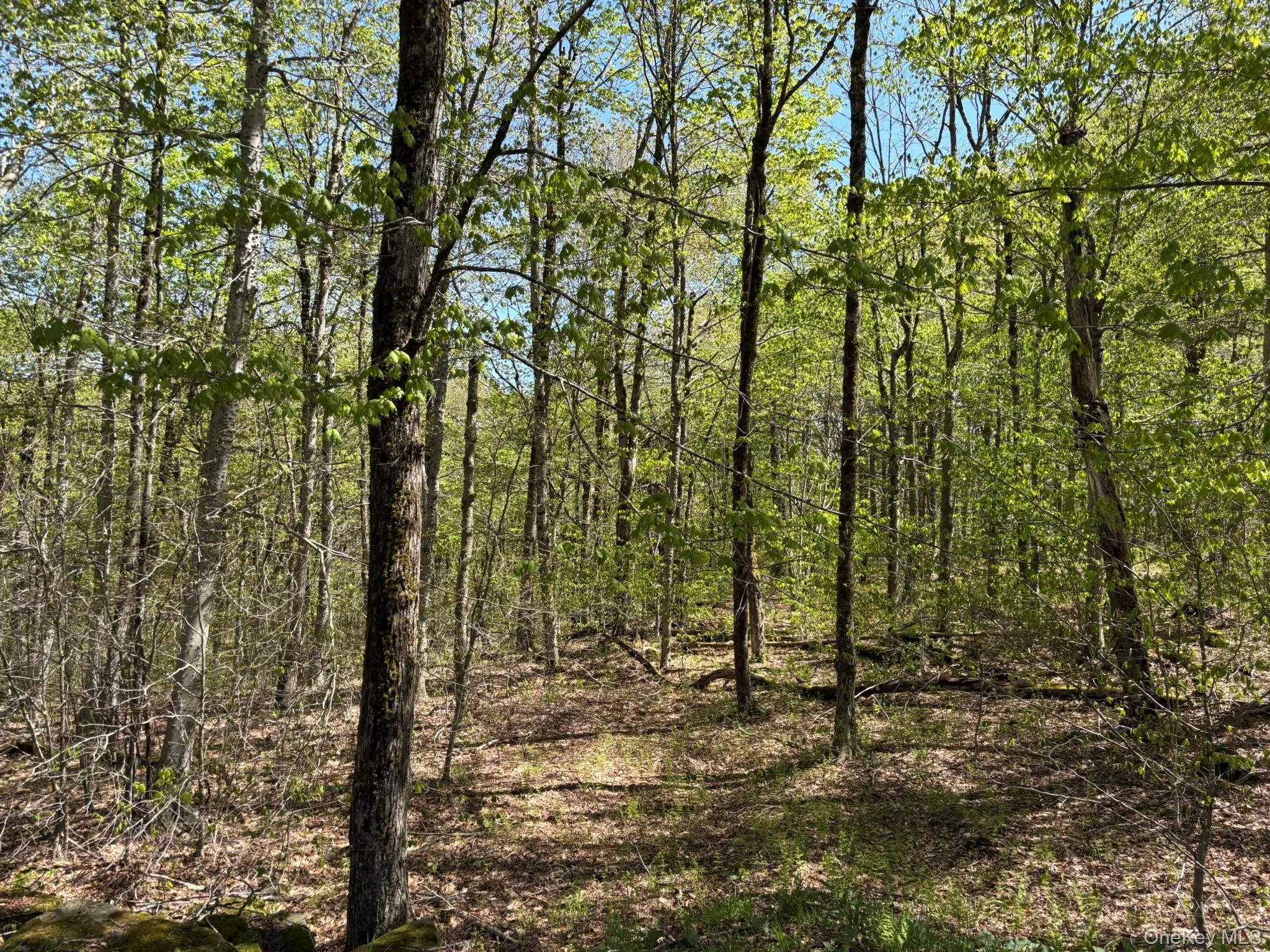 View of woods View of woods
