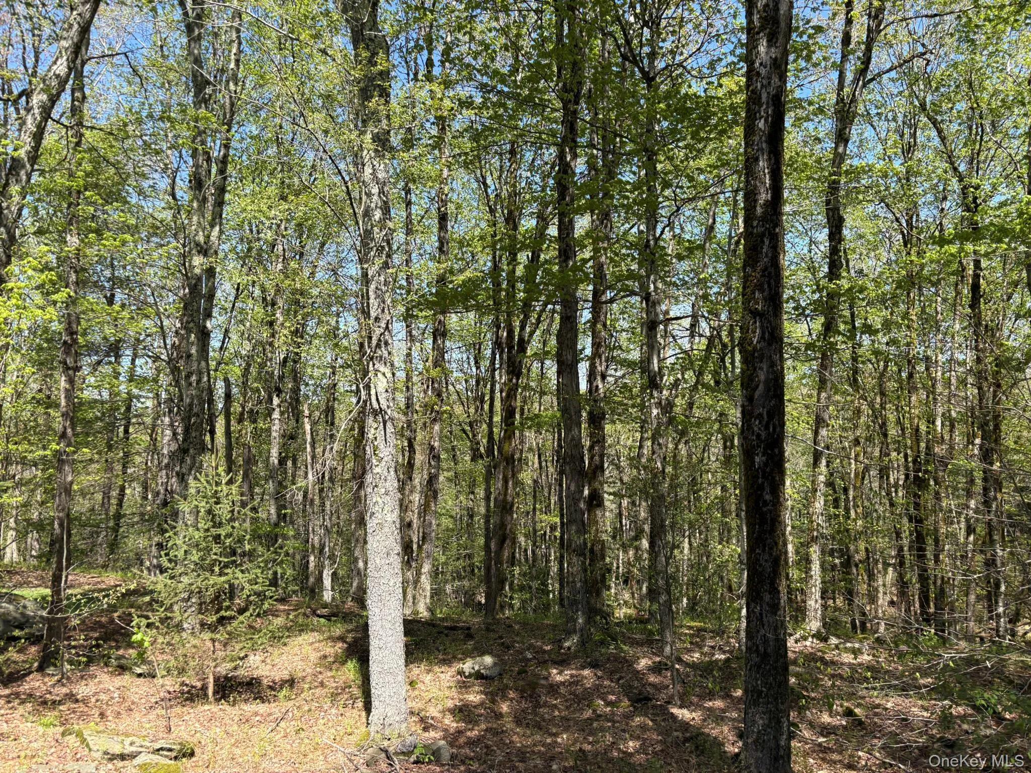 County Hwy 7, Colchester, NY, ,Land,For Rent,County Hwy 7,0,941953 County Hwy 7, Colchester, NY, ,Land,For Rent,County Hwy 7,0,941953