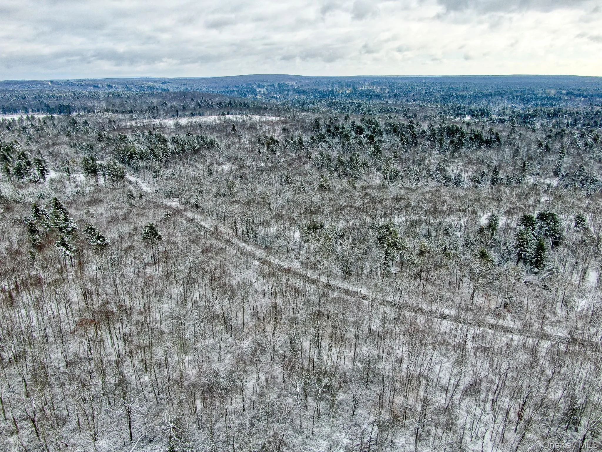 Bird's eye view of a forest Bird's eye view of a forest