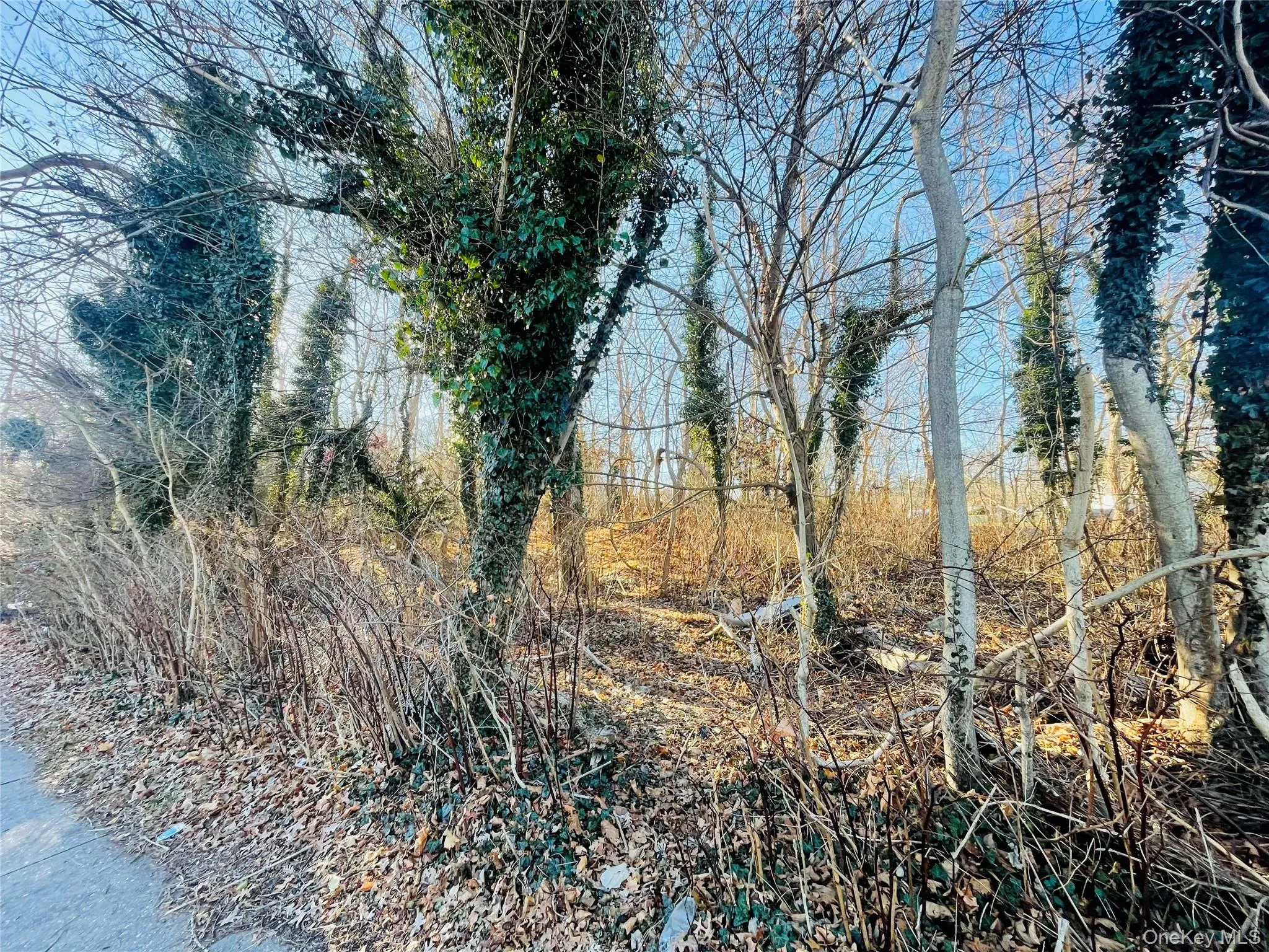 View of undeveloped land View of undeveloped land